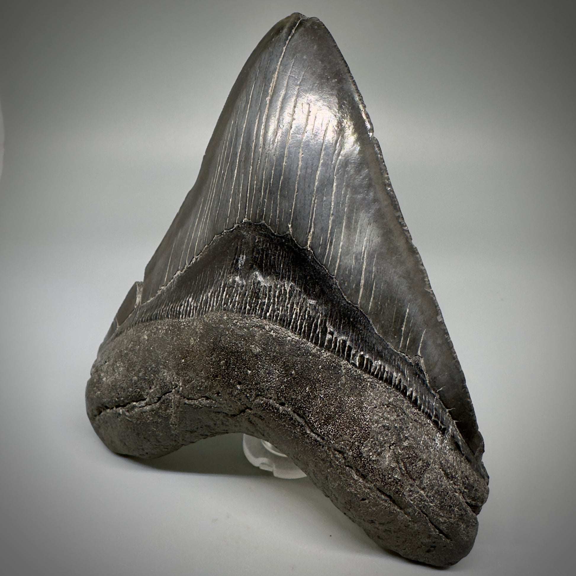Dark colors 5.25" Fossil Megalodon Tooth - South Carolina CM5292 - Front Right