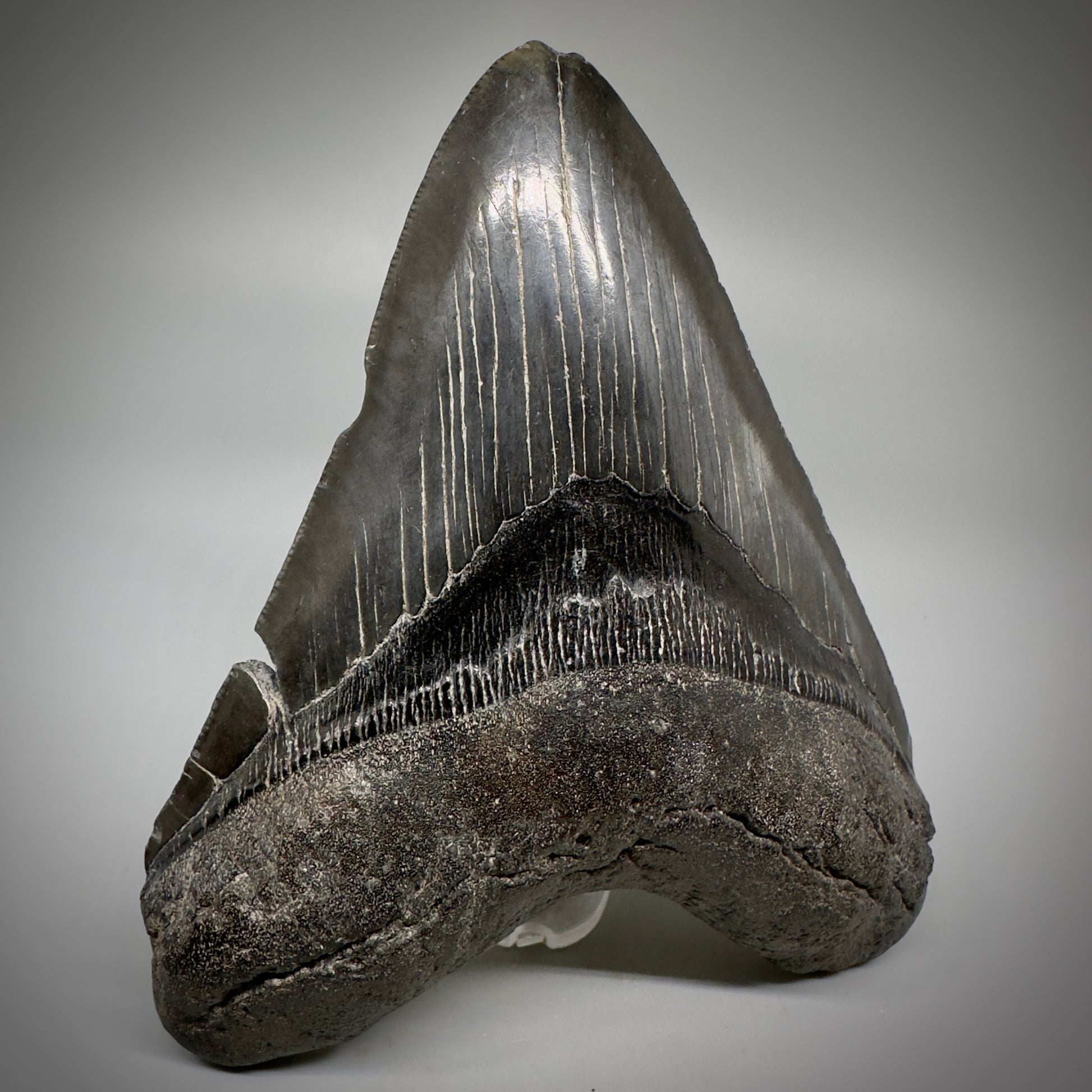 Dark colors 5.25" Fossil Megalodon Tooth - South Carolina CM5292 - Front Left