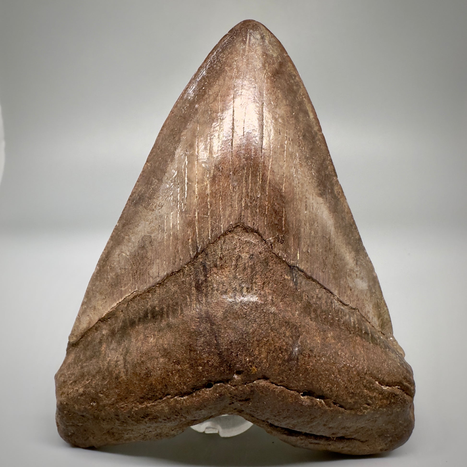 Brown/Red 5.08" Fossil Megalodon Tooth - South Carolina CM5291 - Front