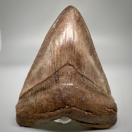 Brown/Red 5.08" Fossil Megalodon Tooth - South Carolina CM5291 - Front