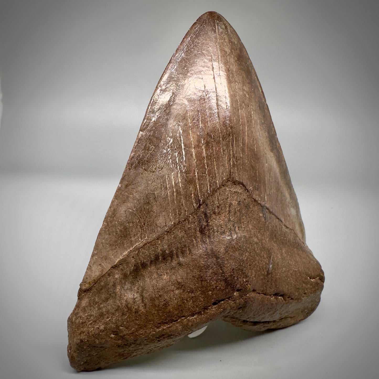 Brown/Red 5.08" Fossil Megalodon Tooth - South Carolina CM5291 - Front Left