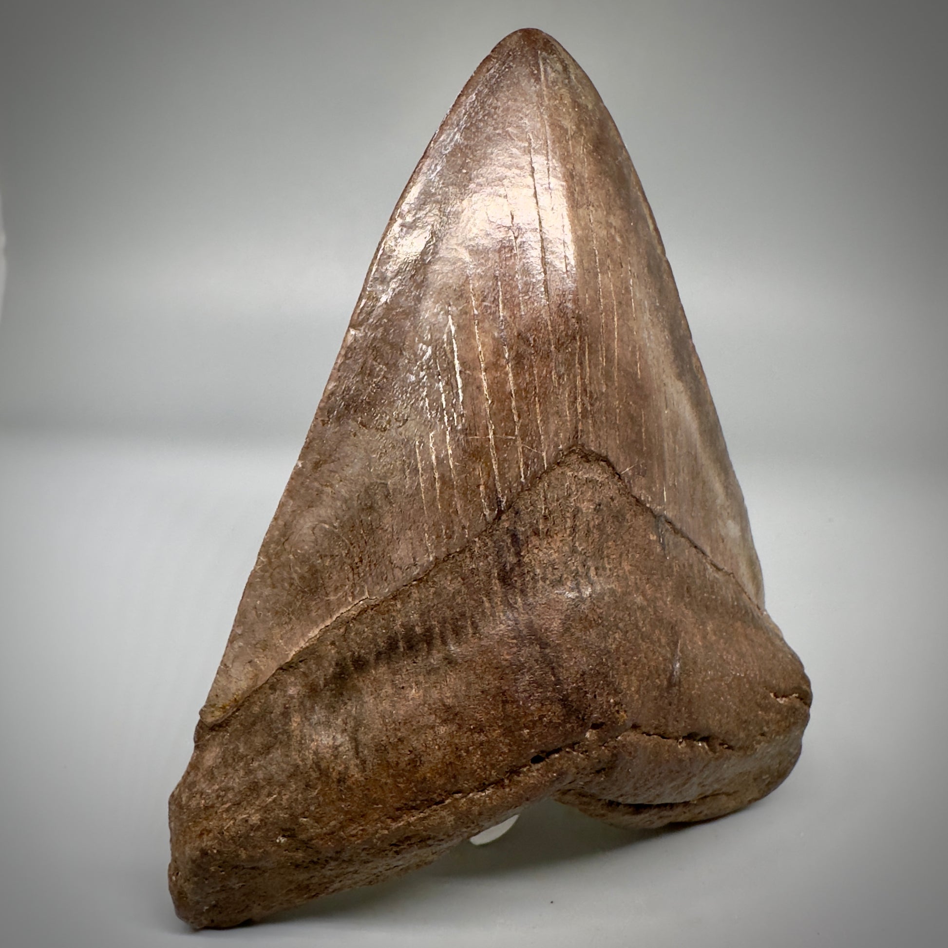 Brown/Red 5.08" Fossil Megalodon Tooth - South Carolina CM5291 - Front Left
