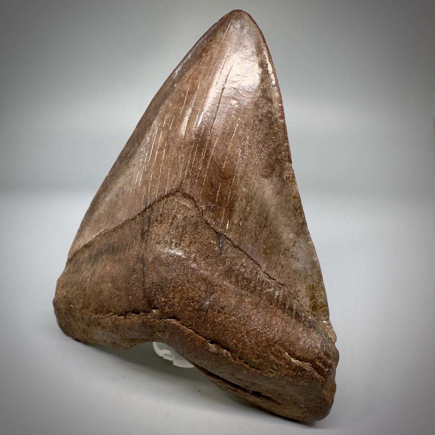 Brown/Red 5.08" Fossil Megalodon Tooth - South Carolina CM5291 - Front Right