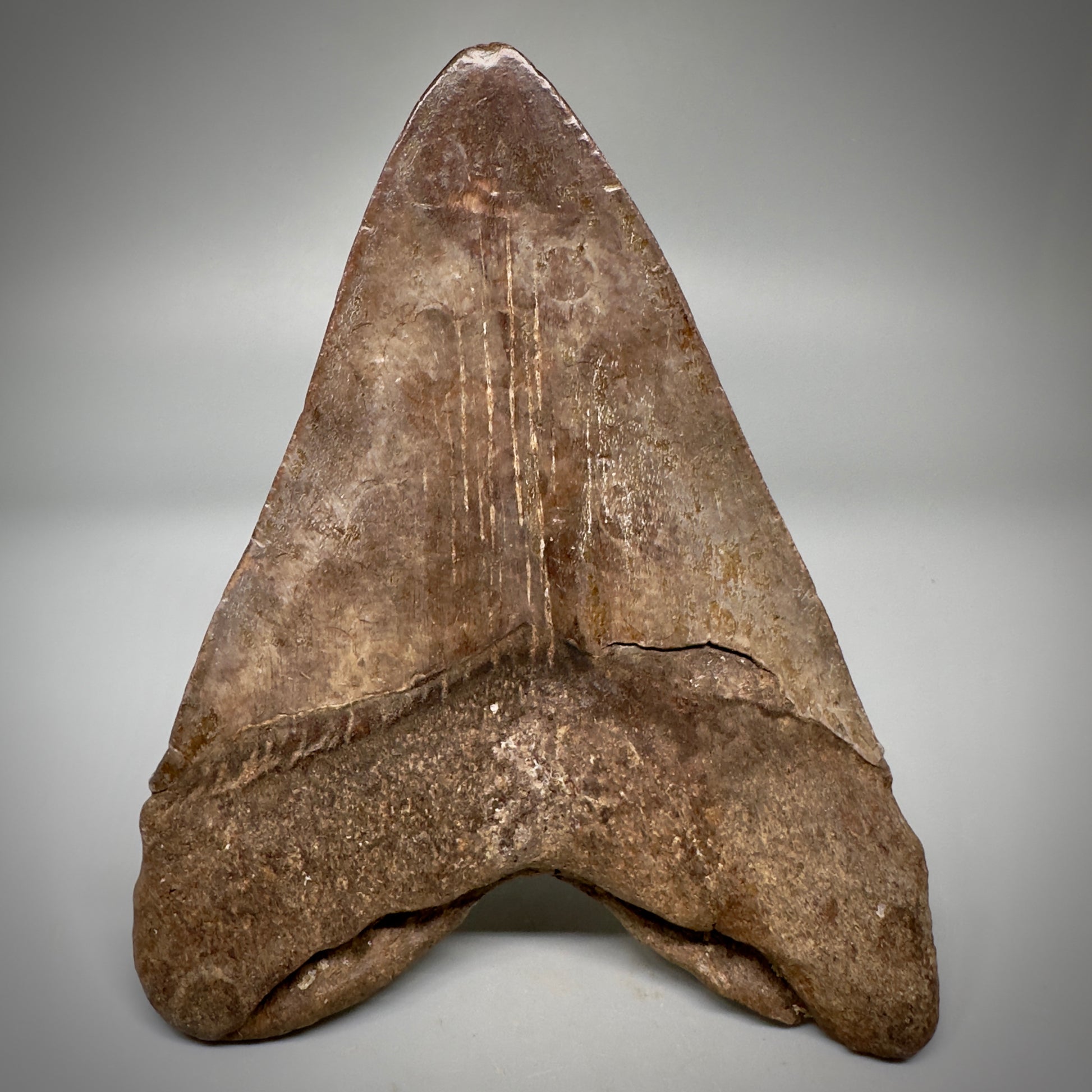 Brown/Red 5.08" Fossil Megalodon Tooth - South Carolina CM5291 - Back