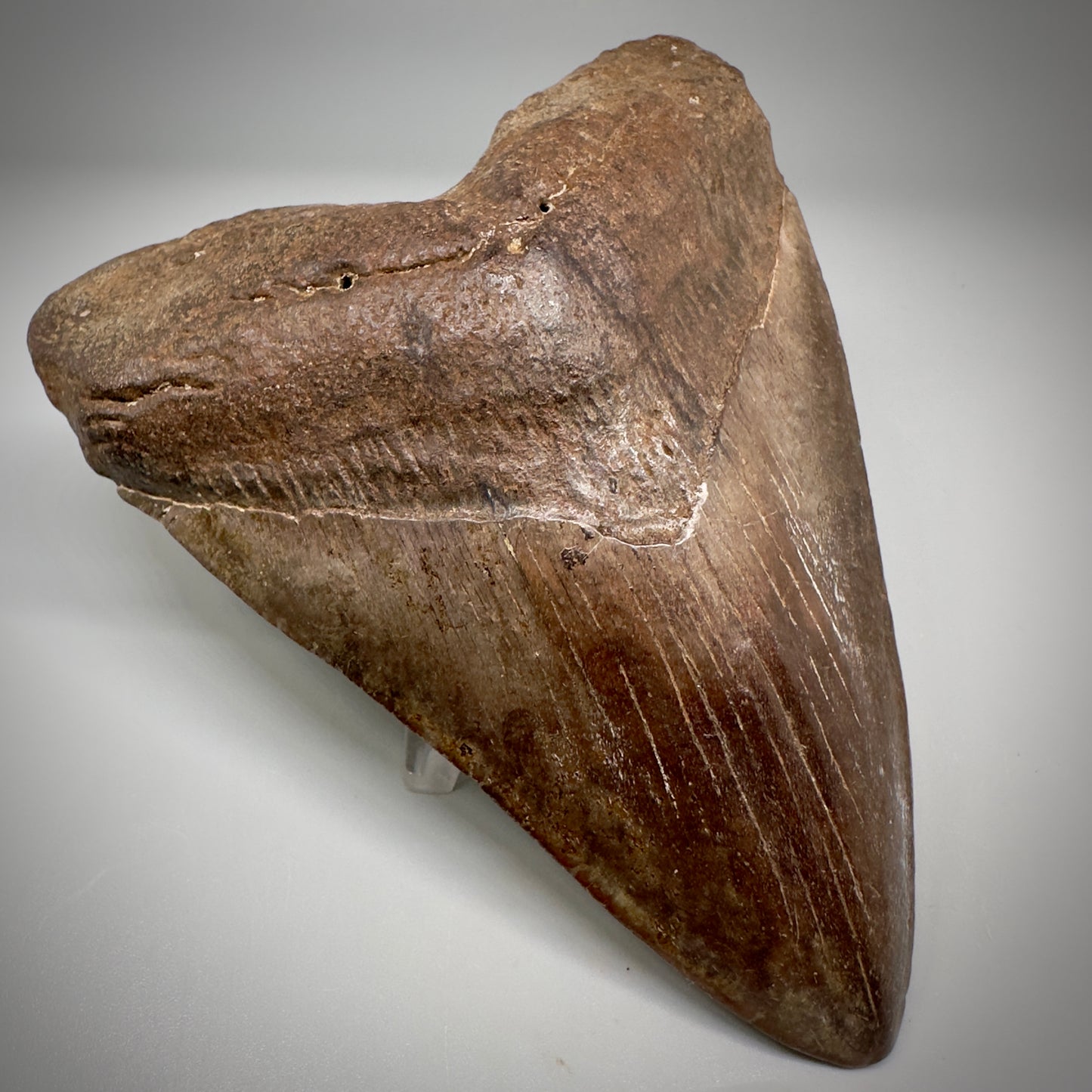 Brown/Red 5.08" Fossil Megalodon Tooth - South Carolina CM5291 - Front Left 1