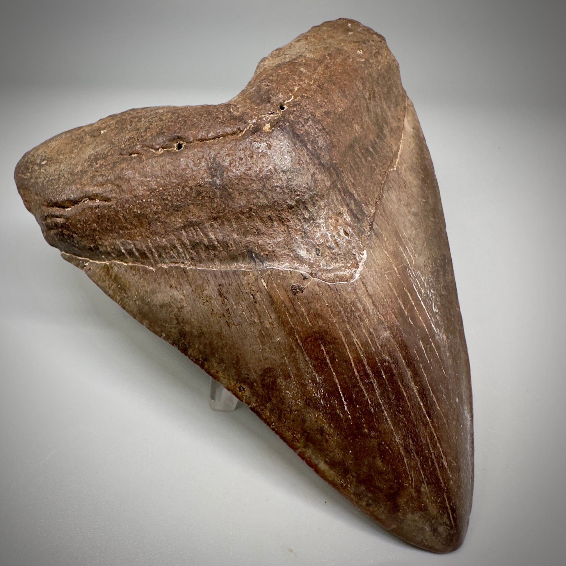 Brown/Red 5.08" Fossil Megalodon Tooth - South Carolina CM5291 - Front Left 1