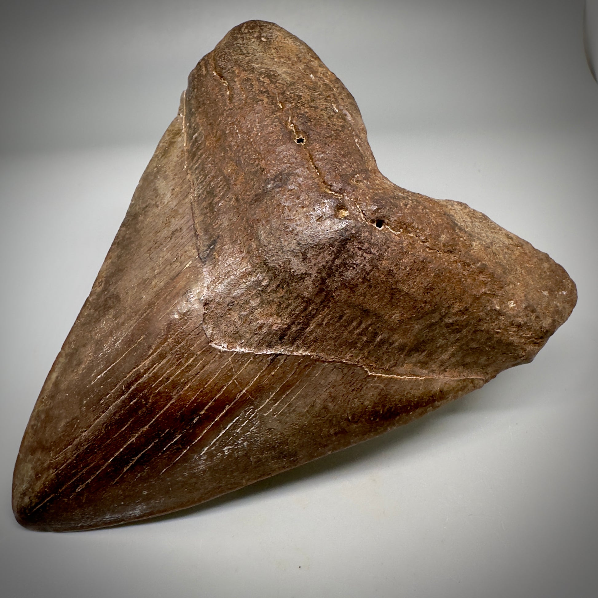 Brown/Red 5.08" Fossil Megalodon Tooth - South Carolina CM5291 - Front Right 2