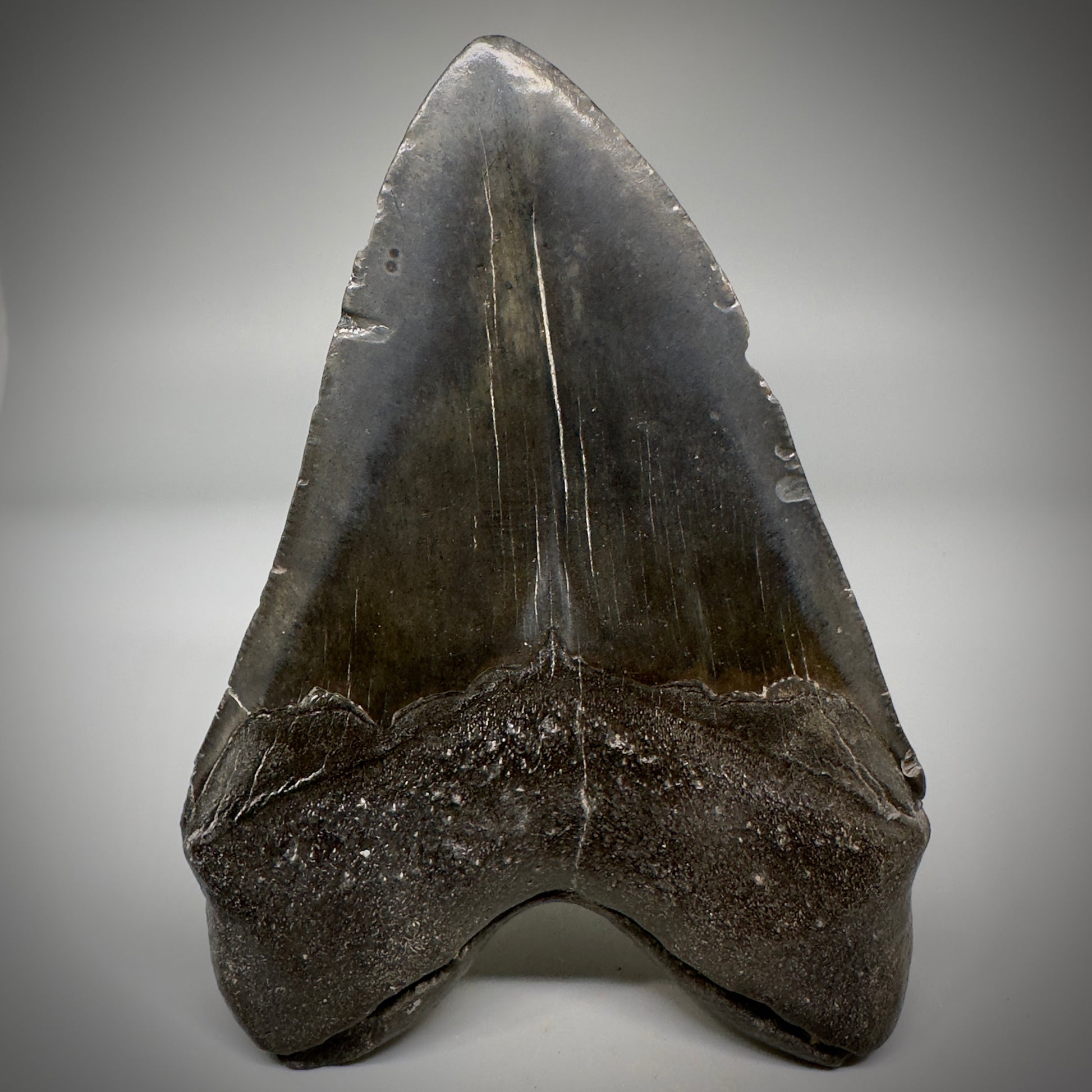 Very Colorful 4.73" Fossil Megalodon Tooth - South Carolina CM5290 - Back