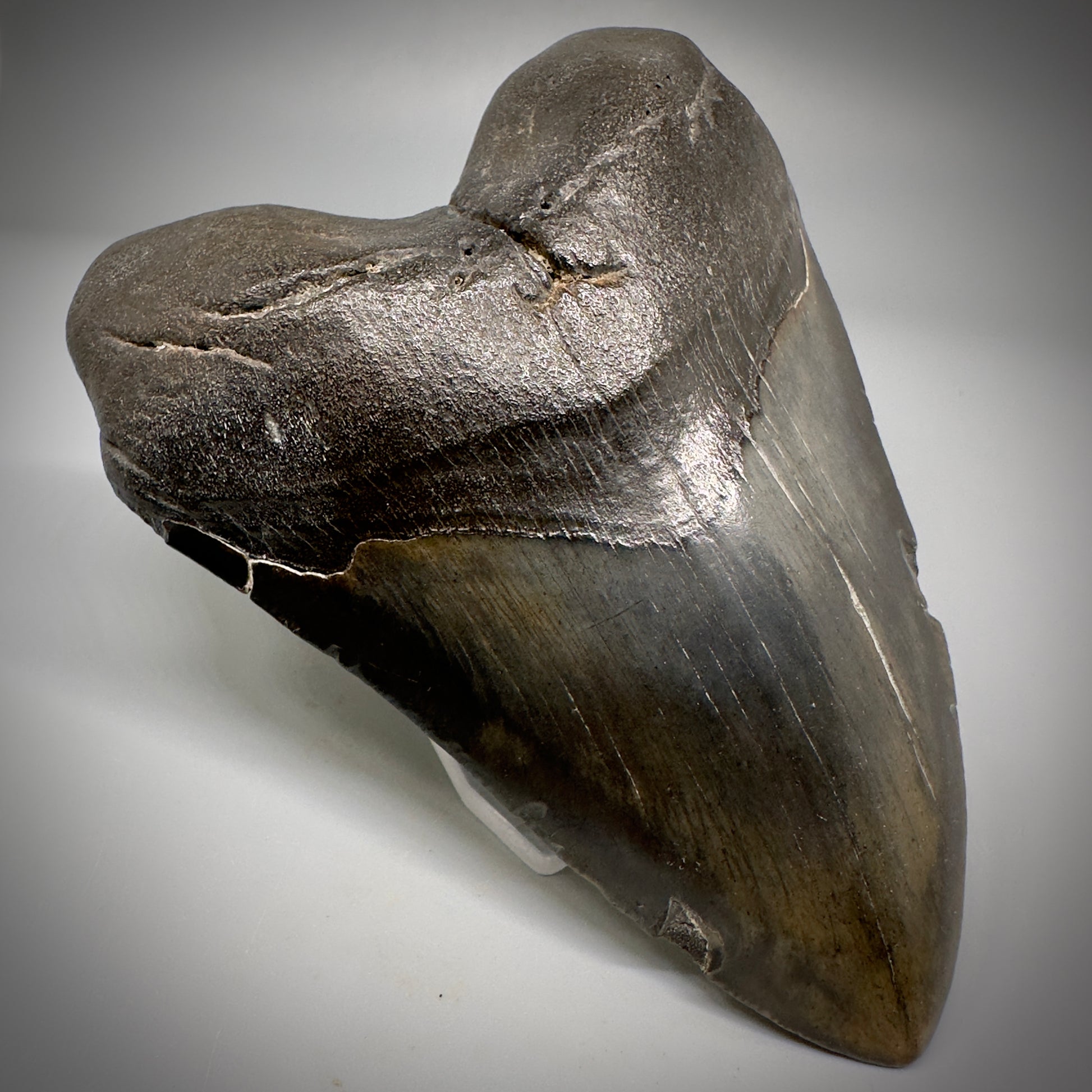 Very Colorful 4.73" Fossil Megalodon Tooth - South Carolina CM5290 - Front Left