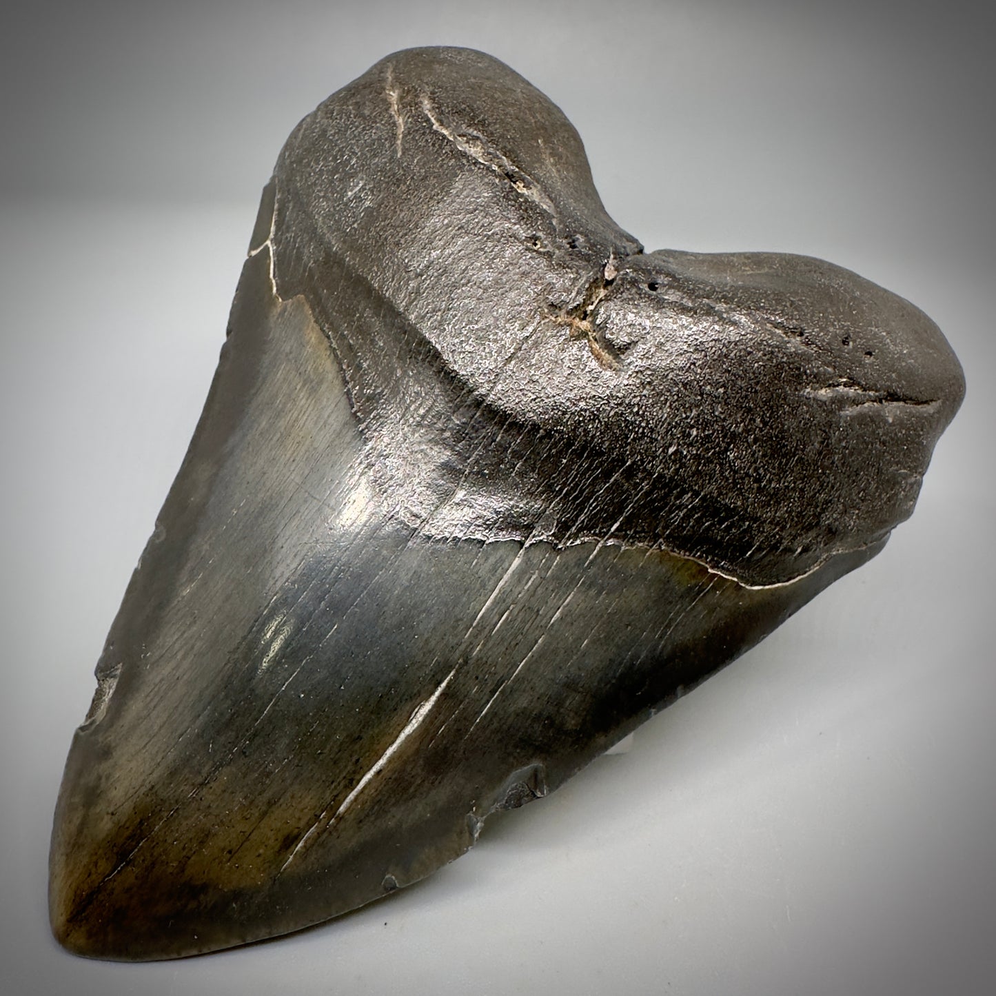 Very Colorful 4.73" Fossil Megalodon Tooth - South Carolina CM5290 - Front Right