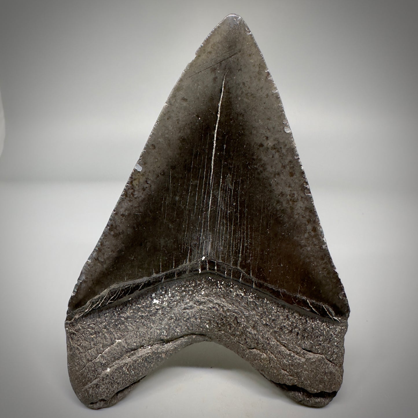 Dark colors 4.45" Fossil Megalodon Tooth - South Carolina CM5289 - Back
