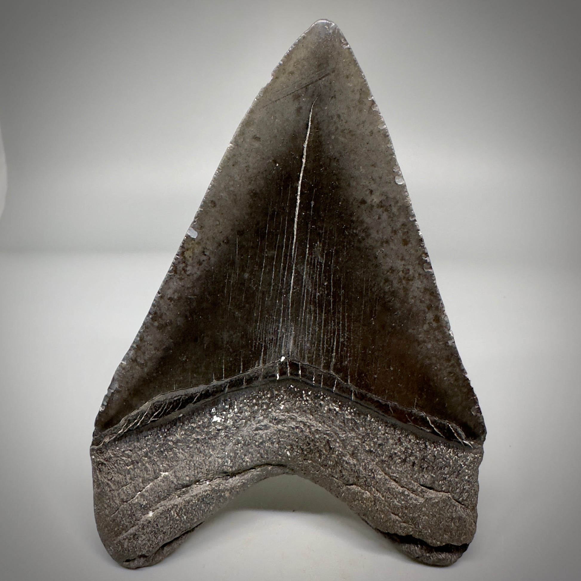 Dark colors 4.45" Fossil Megalodon Tooth - South Carolina CM5289 - Back