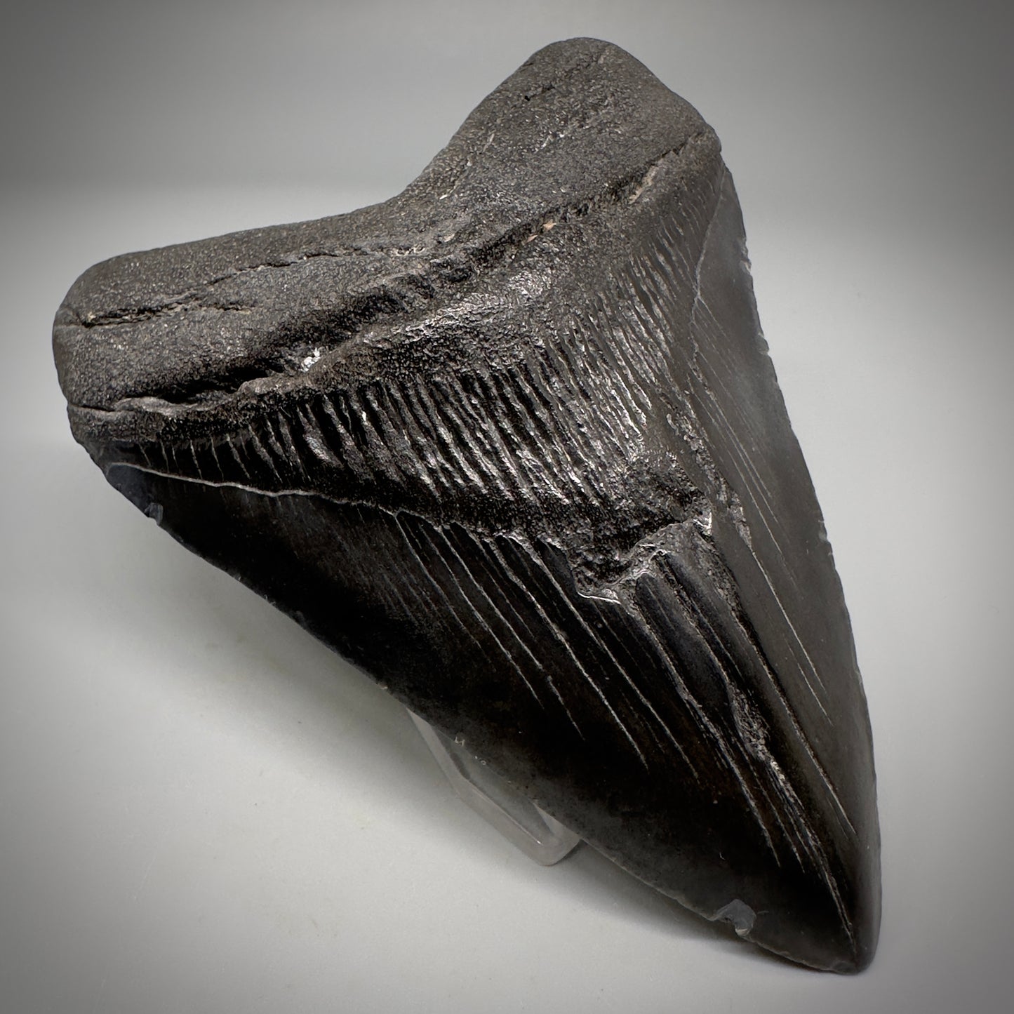 Dark colors 4.45" Fossil Megalodon Tooth - South Carolina CM5289 - Front Left