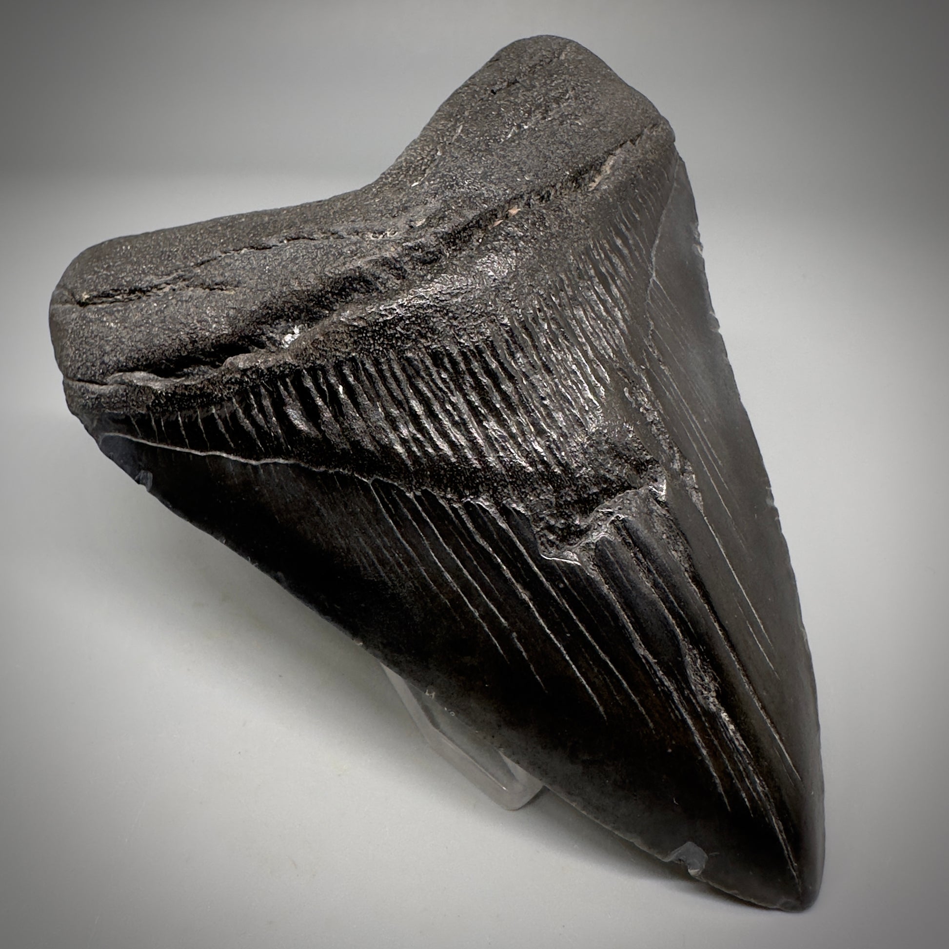 Dark colors 4.45" Fossil Megalodon Tooth - South Carolina CM5289 - Front Left