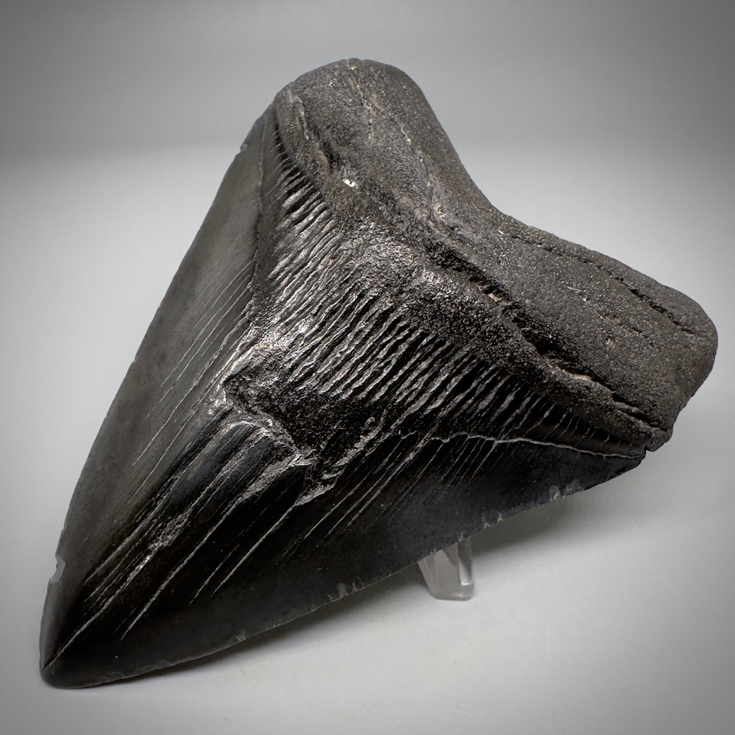 Dark colors 4.45" Fossil Megalodon Tooth - South Carolina CM5289 - Front Right