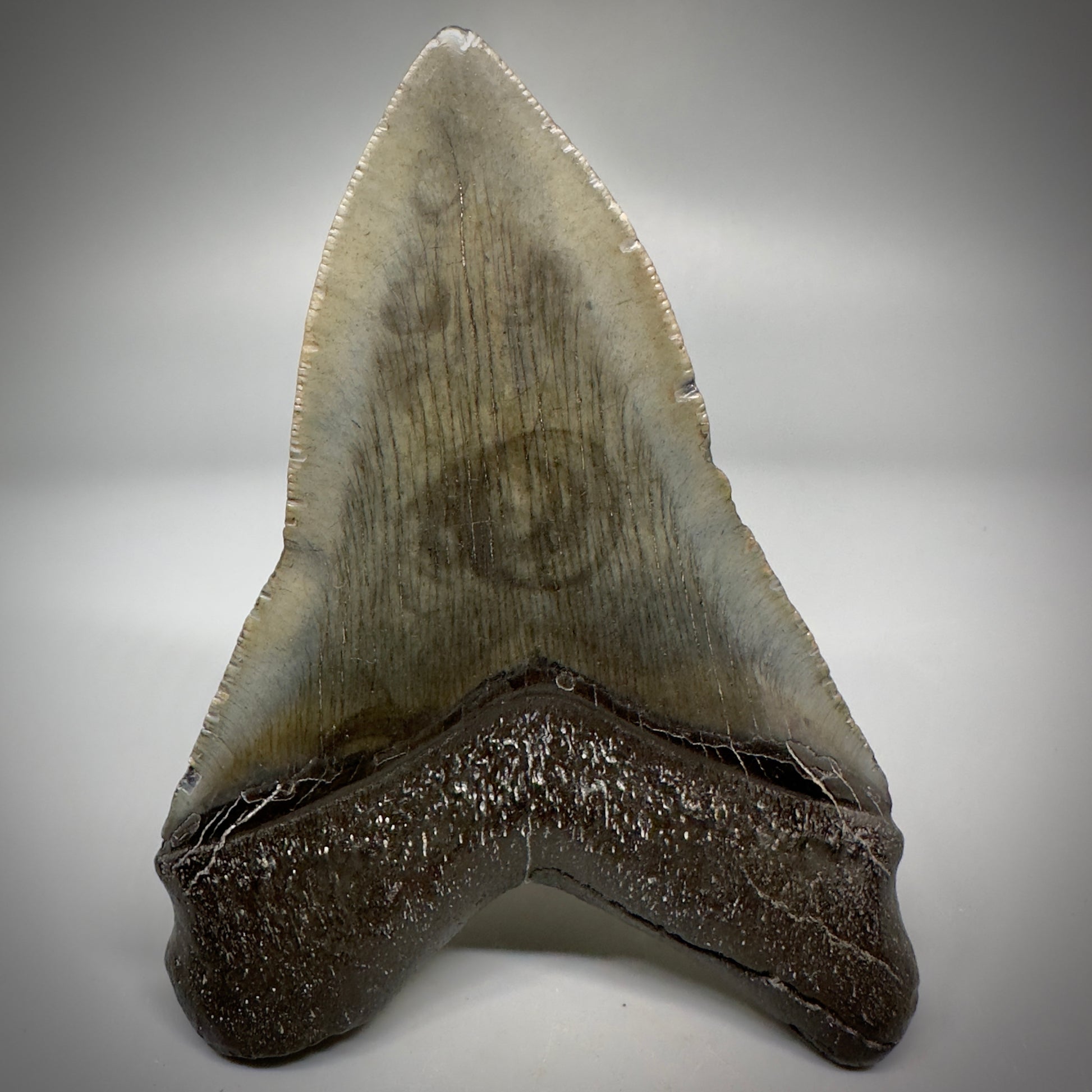 Very Colorful 4.36" Fossil Megalodon Tooth - South Carolina CM5288 - Back