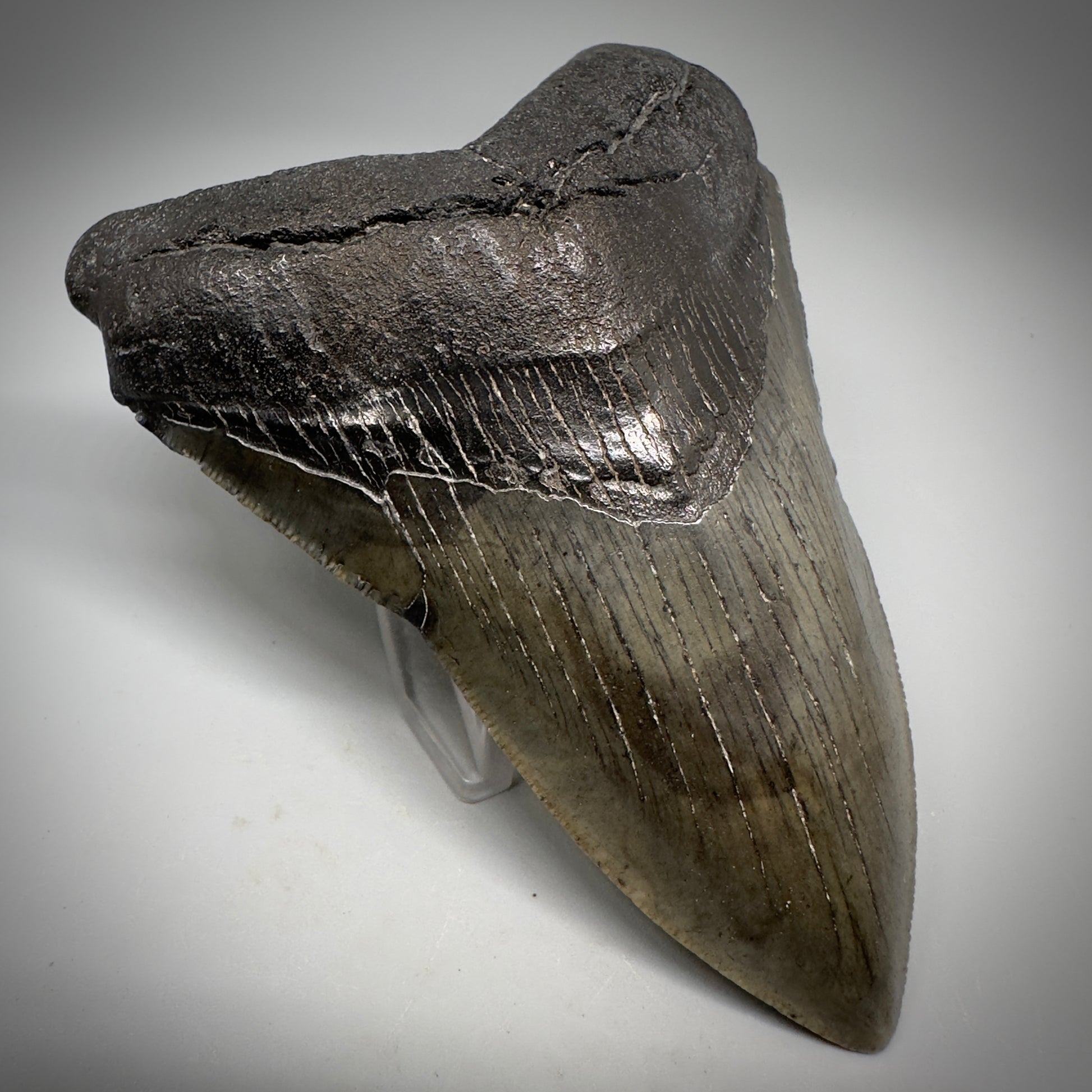 Very Colorful 4.36" Fossil Megalodon Tooth - South Carolina CM5288 - Front Left