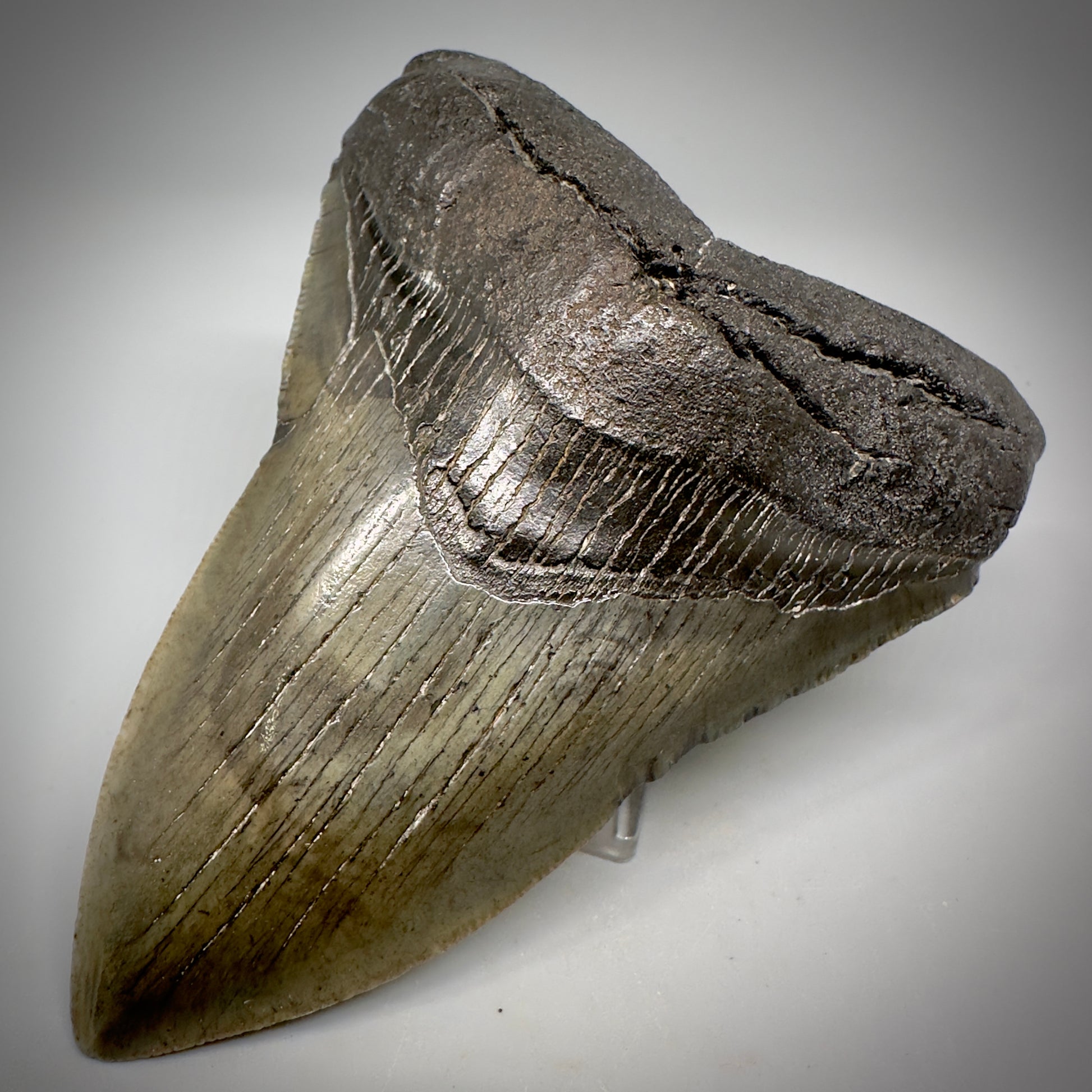 Very Colorful 4.36" Fossil Megalodon Tooth - South Carolina CM5288 - Front Right