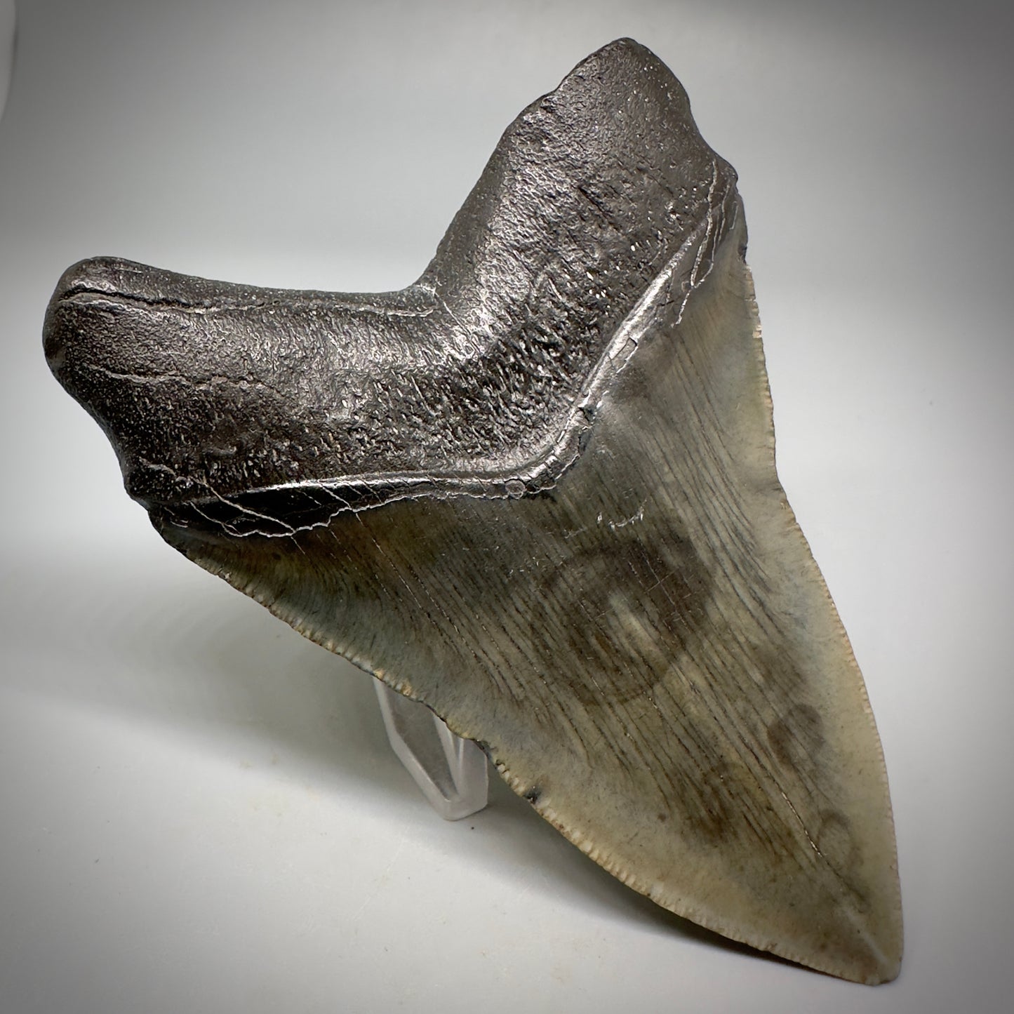 Very Colorful 4.36" Fossil Megalodon Tooth - South Carolina CM5288 - Back Left