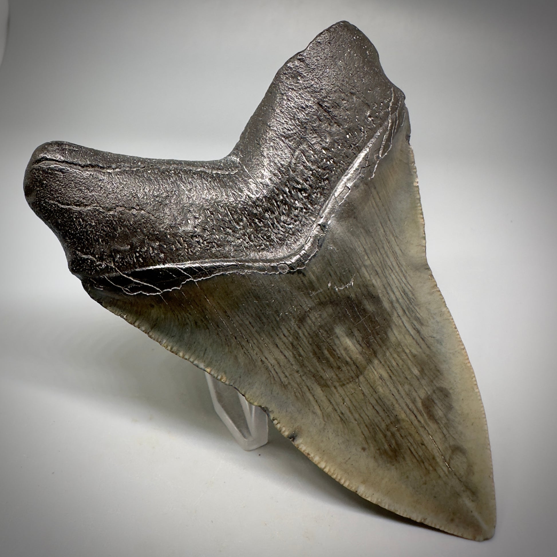 Very Colorful 4.36" Fossil Megalodon Tooth - South Carolina CM5288 - Back Left