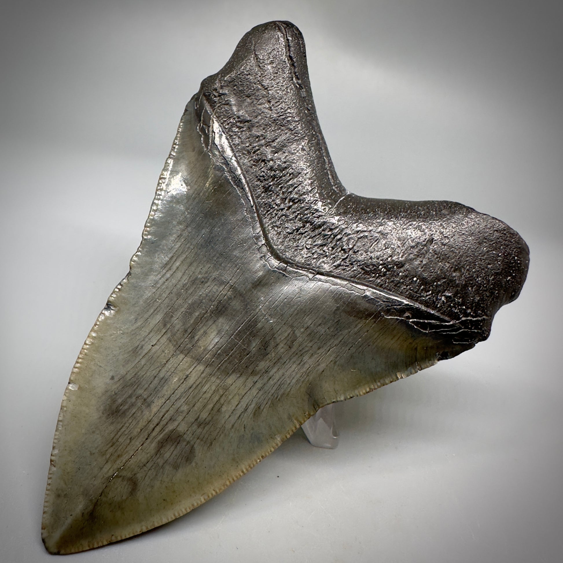 Very Colorful 4.36" Fossil Megalodon Tooth - South Carolina CM5288 - Back Right