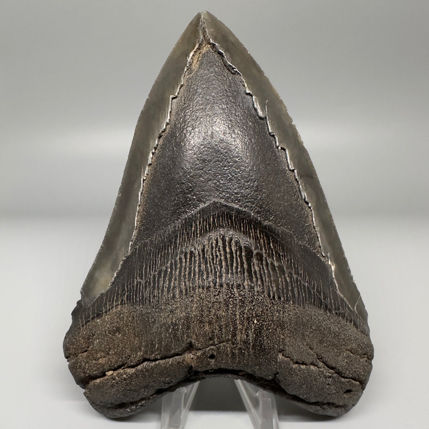 Gorgeous prints and colors 5.28" Fossil Megalodon Shark Tooth - Southeast, USA CM5073 - Front