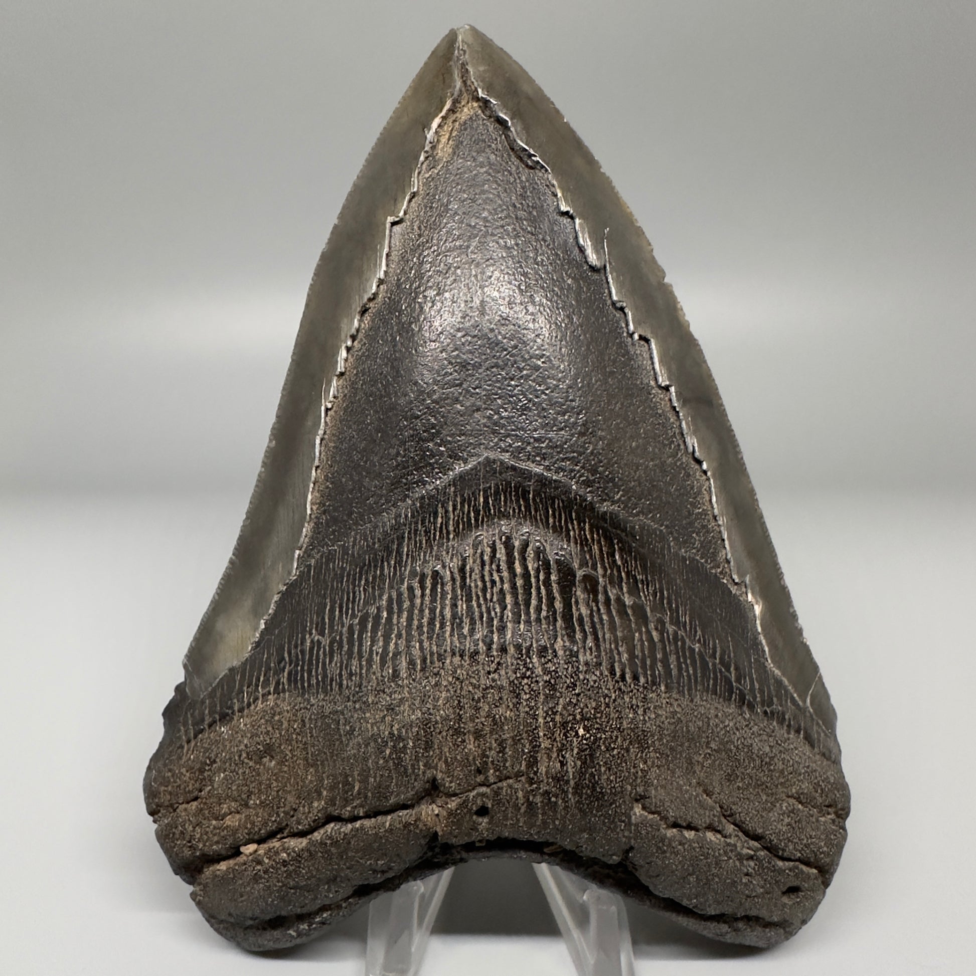 Gorgeous prints and colors 5.28" Fossil Megalodon Shark Tooth - Southeast, USA CM5073 - Front