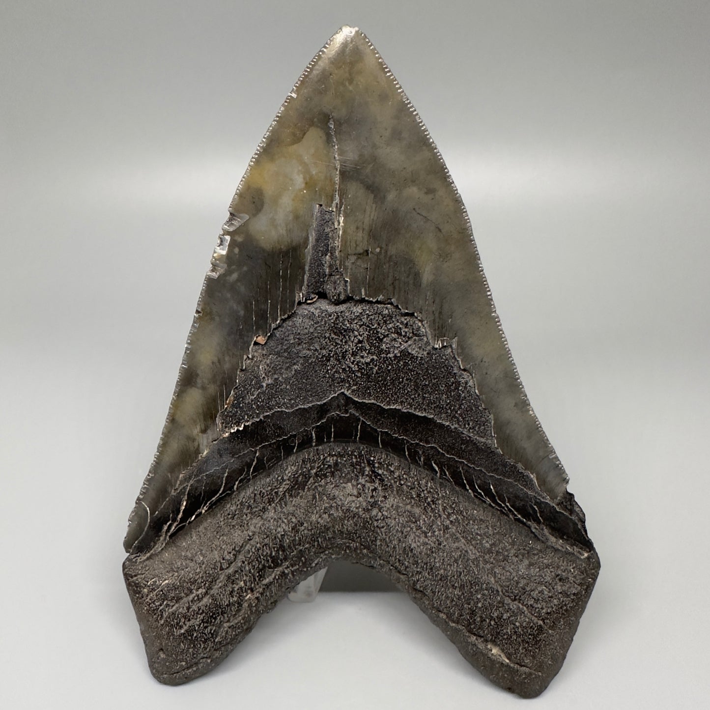 Gorgeous prints and colors 5.28" Fossil Megalodon Shark Tooth - Southeast, USA CM5073 - Back