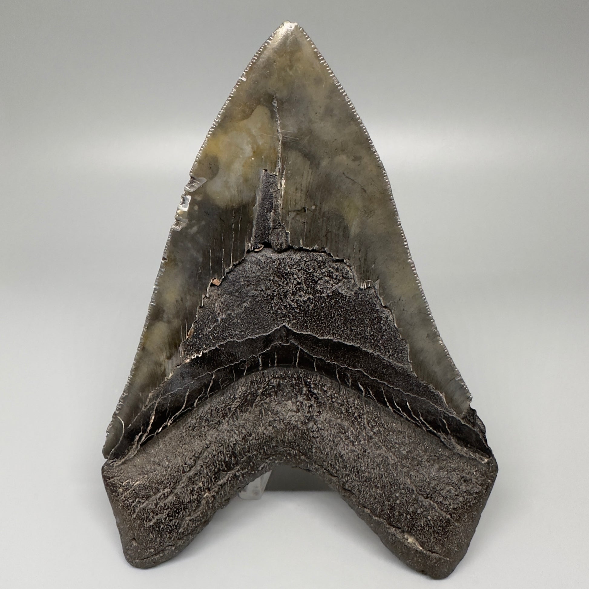 Gorgeous prints and colors 5.28" Fossil Megalodon Shark Tooth - Southeast, USA CM5073 - Back