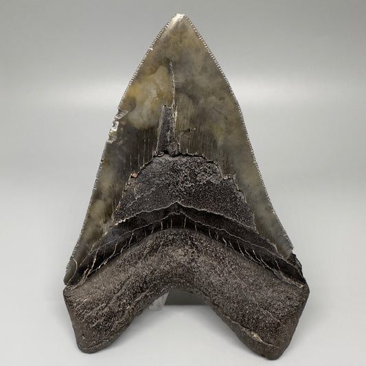 Gorgeous prints and colors 5.28" Fossil Megalodon Shark Tooth - Southeast, USA CM5073 - Back