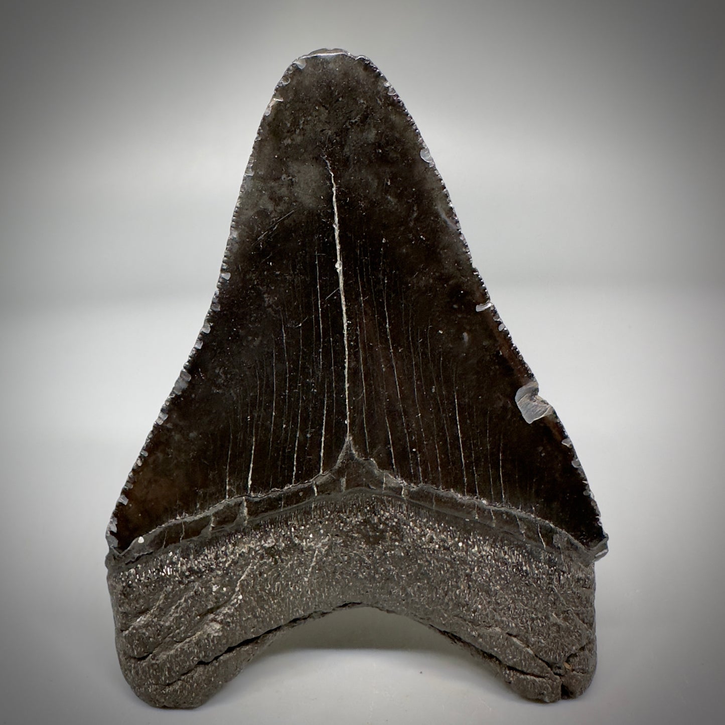 Dark colors 4.02" Fossil Megalodon Tooth - South Carolina CM5287 - Back