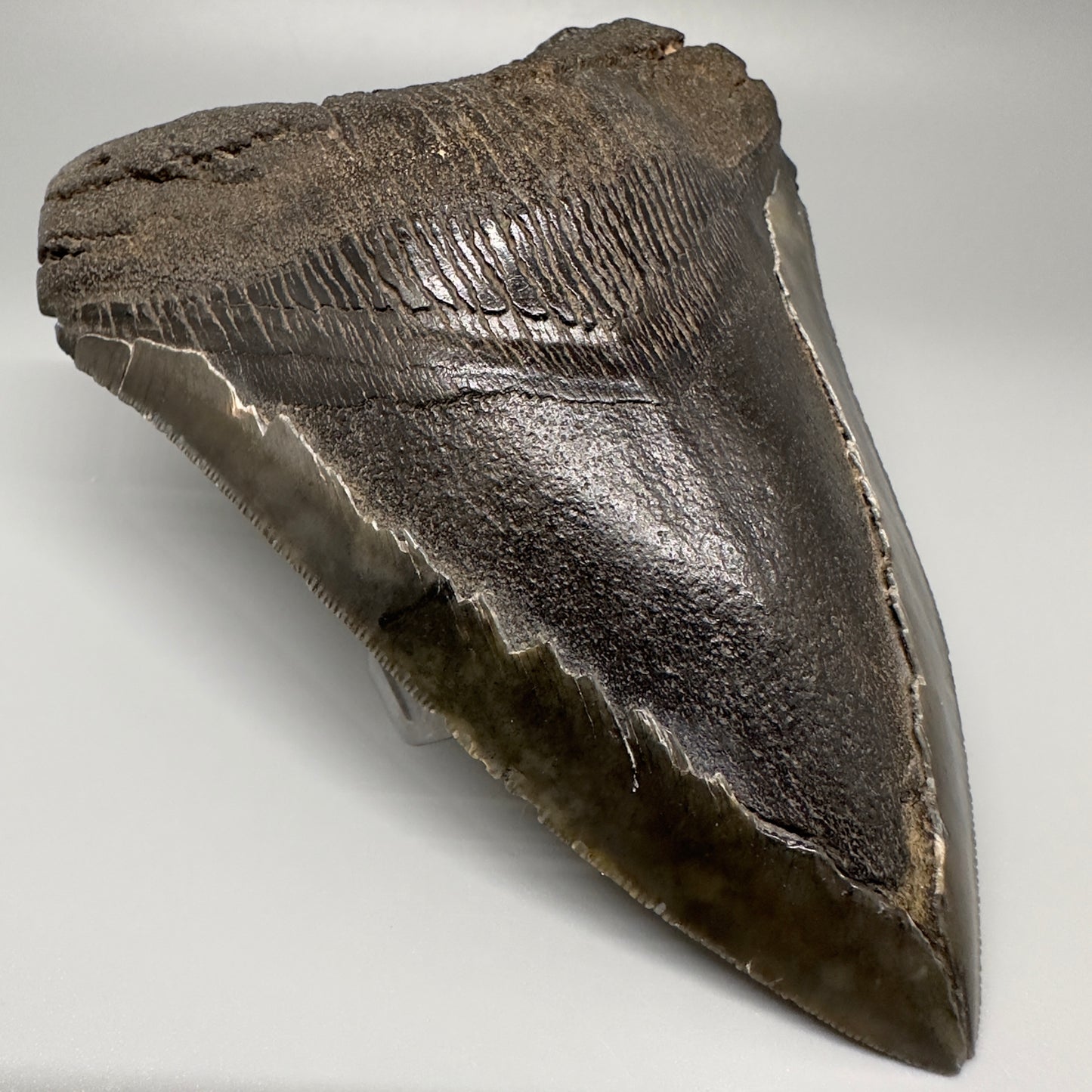 Gorgeous prints and colors 5.28" Fossil Megalodon Shark Tooth - Southeast, USA CM5073 - Front Left