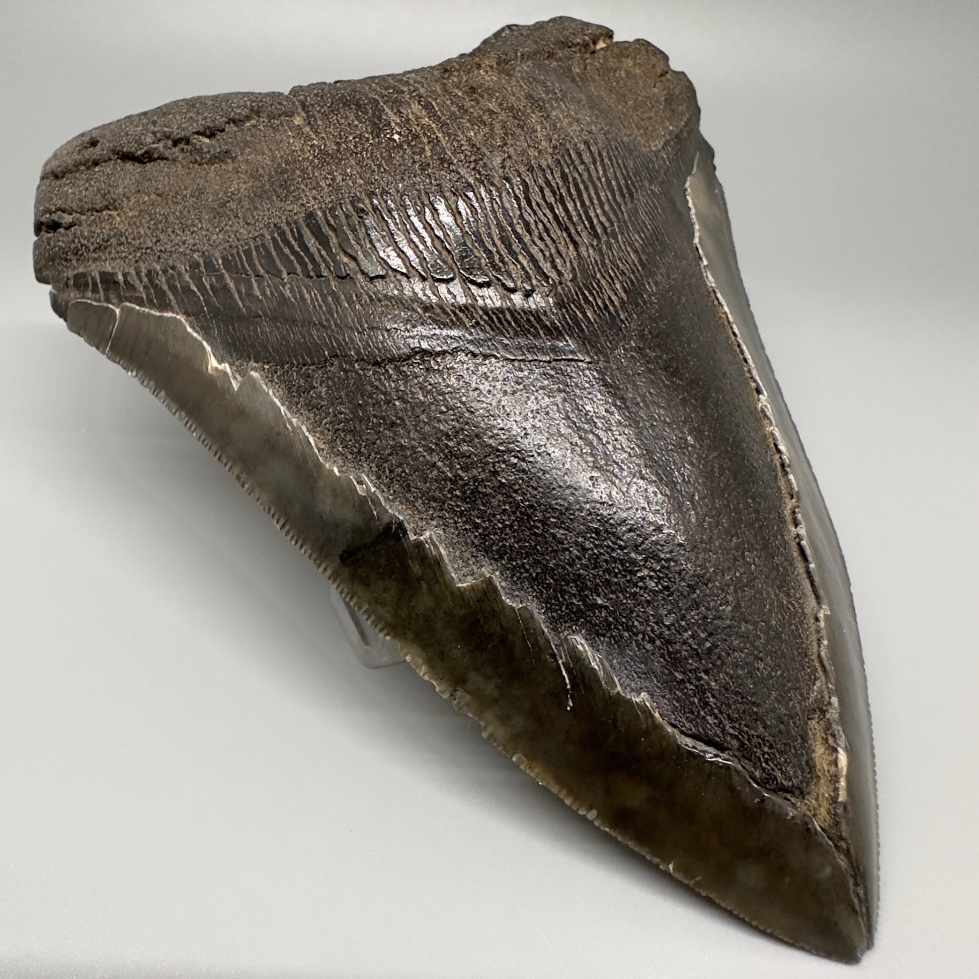 Gorgeous prints and colors 5.28" Fossil Megalodon Shark Tooth - Southeast, USA CM5073 - Front Left