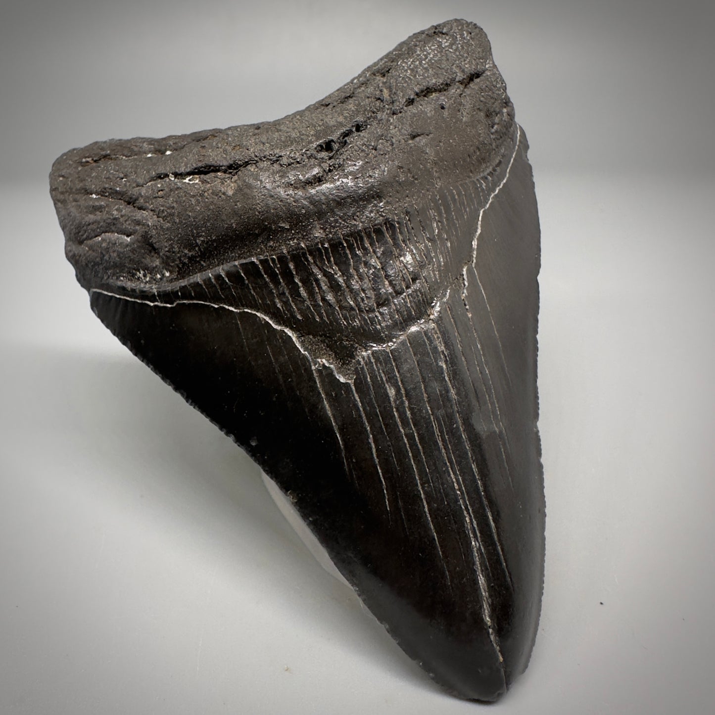 Dark colors 4.02" Fossil Megalodon Tooth - South Carolina CM5287 - Front Left