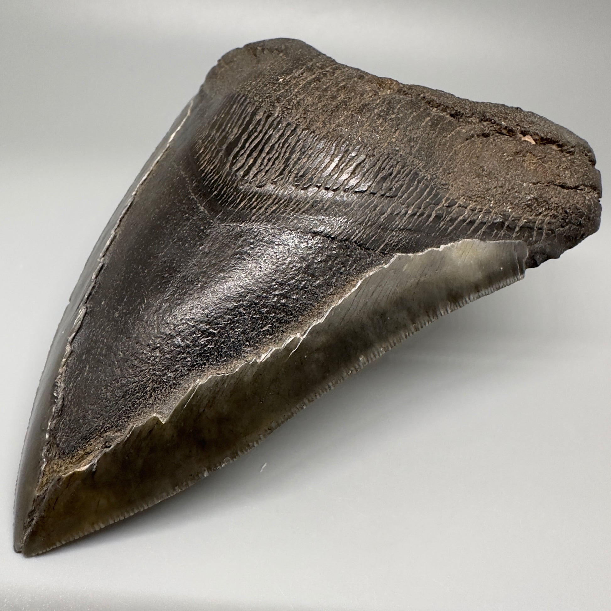 Gorgeous prints and colors 5.28" Fossil Megalodon Shark Tooth - Southeast, USA CM5073 - Front Right