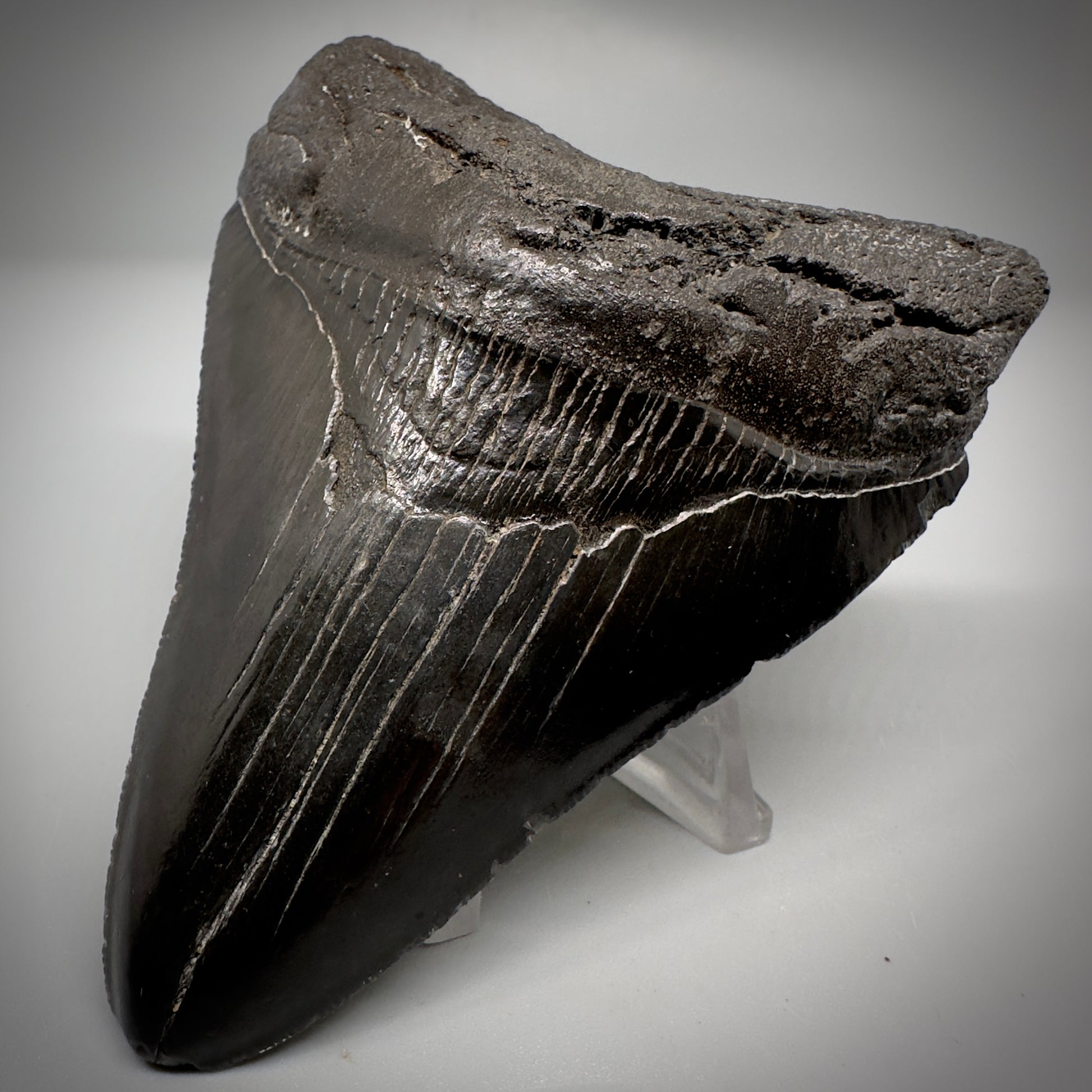 Dark colors 4.02" Fossil Megalodon Tooth - South Carolina CM5287 - Front Right