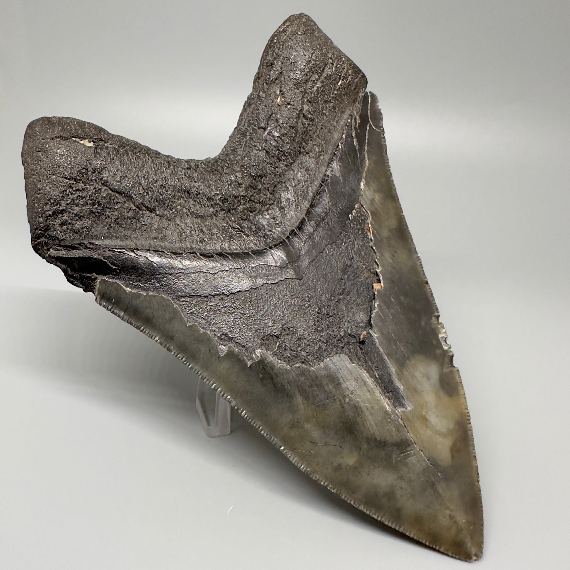 Gorgeous prints and colors 5.28" Fossil Megalodon Shark Tooth - Southeast, USA CM5073 - Back Left