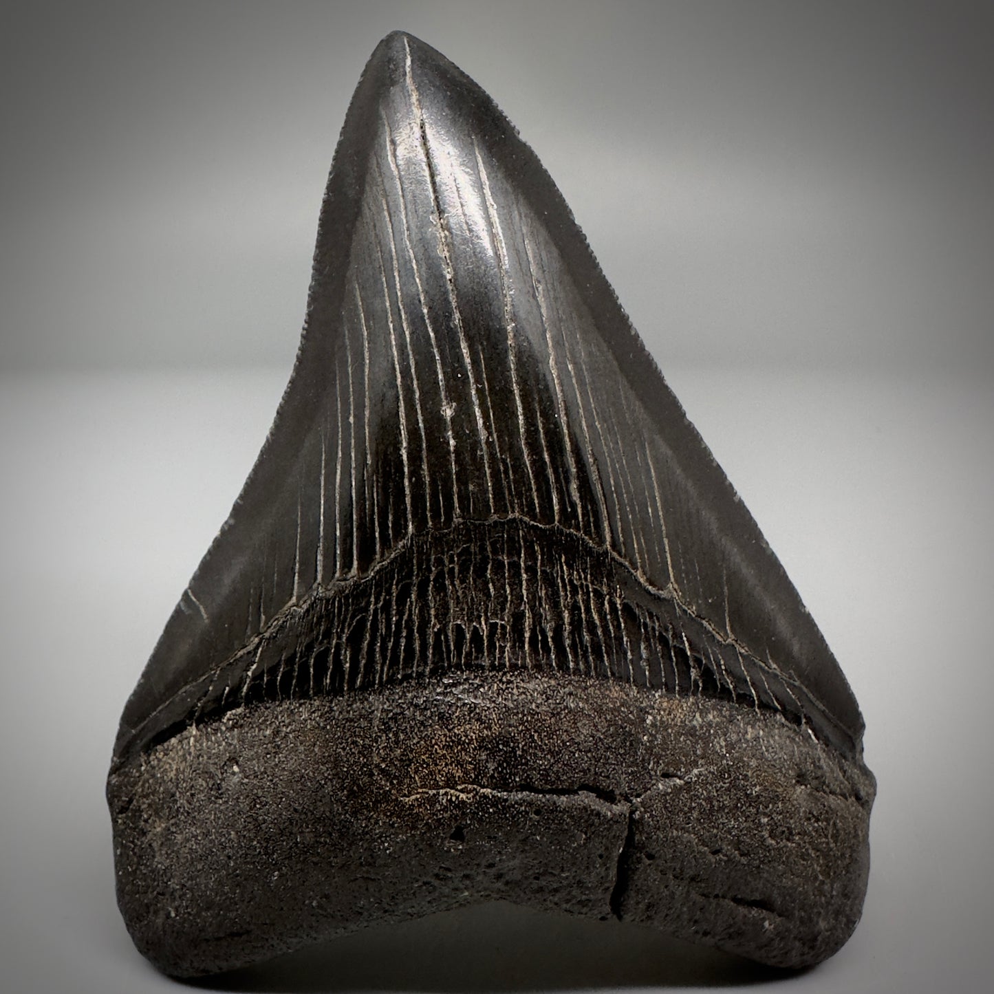 Dark colors, serrated 4.07" Fossil Megalodon Tooth - South Carolina CM5285 - Front