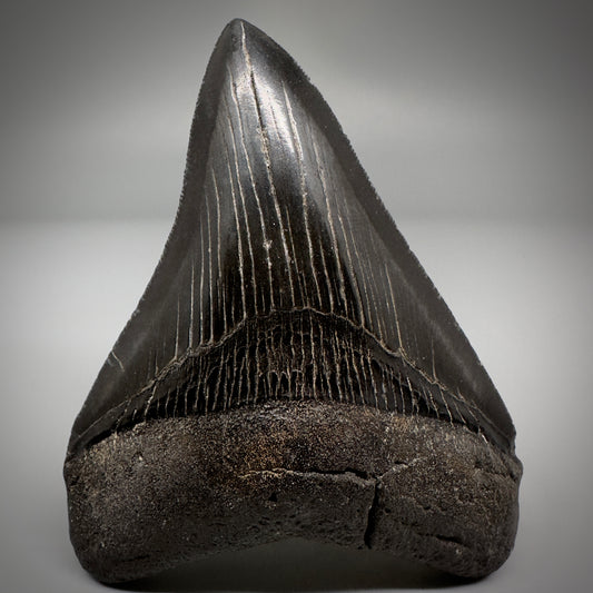 Dark colors, serrated 4.07" Fossil Megalodon Tooth - South Carolina CM5285 - Front