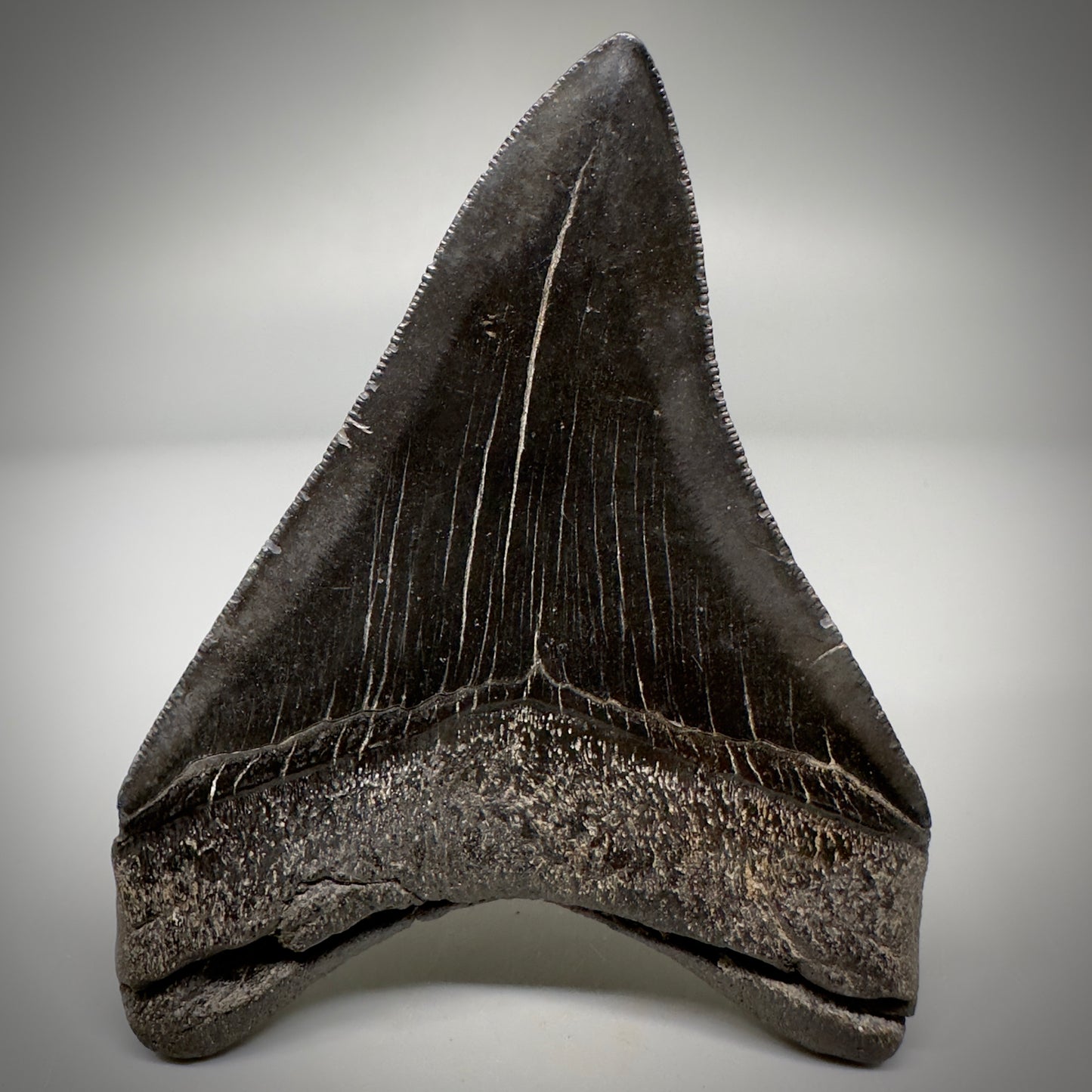 Dark colors, serrated 4.07" Fossil Megalodon Tooth - South Carolina CM5285 - Back
