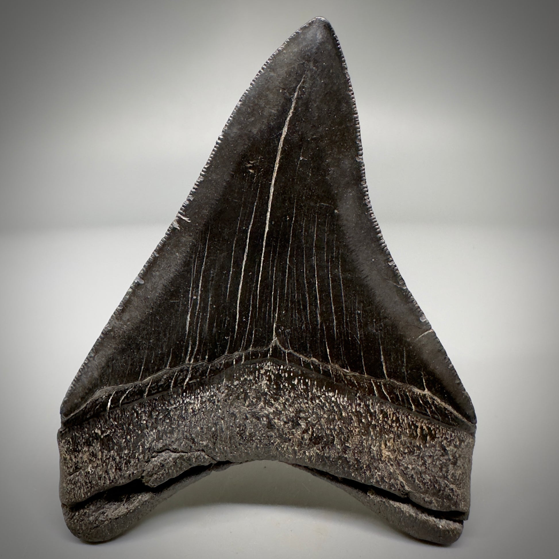 Dark colors, serrated 4.07" Fossil Megalodon Tooth - South Carolina CM5285 - Back