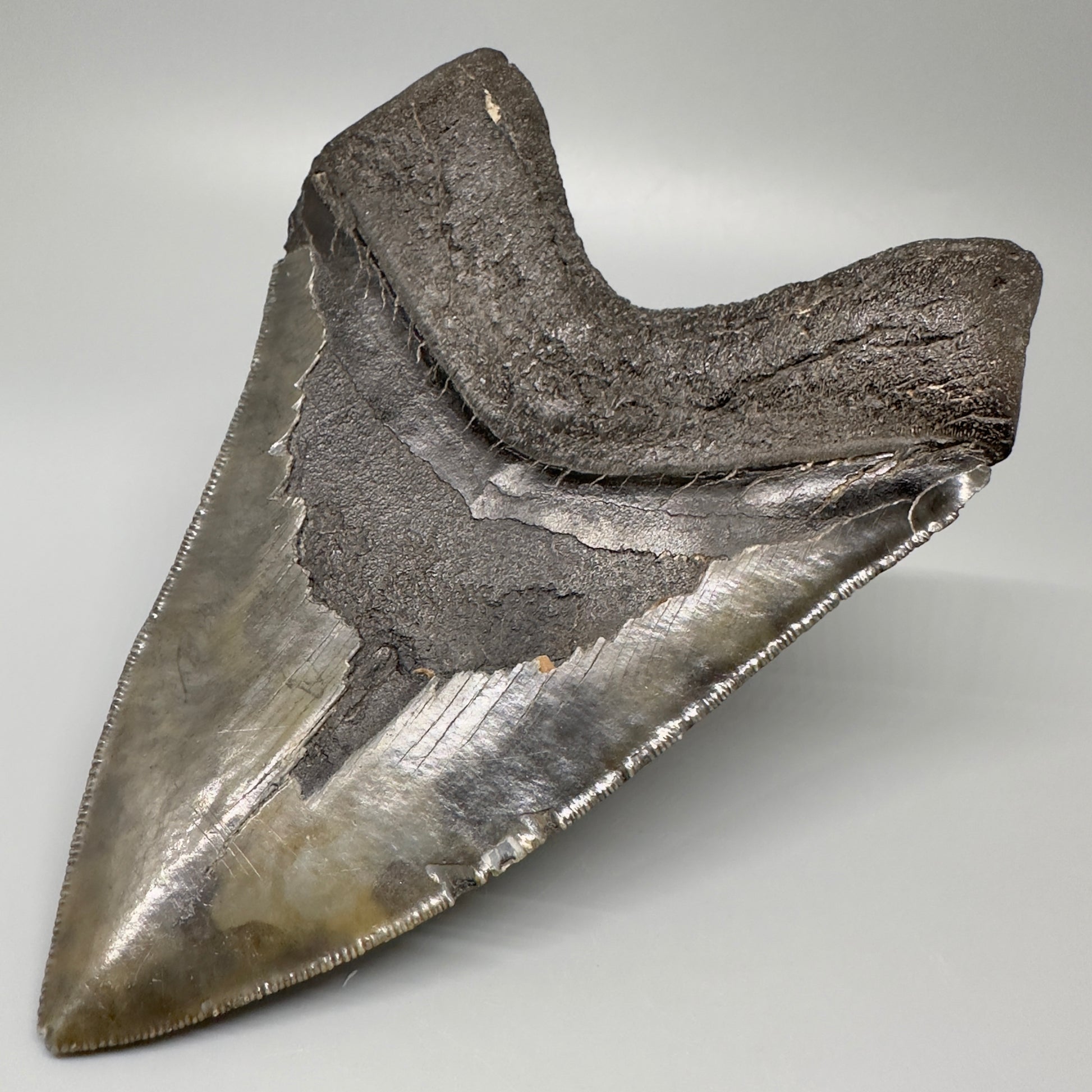 Gorgeous prints and colors 5.28" Fossil Megalodon Shark Tooth - Southeast, USA CM5073 - Back Right