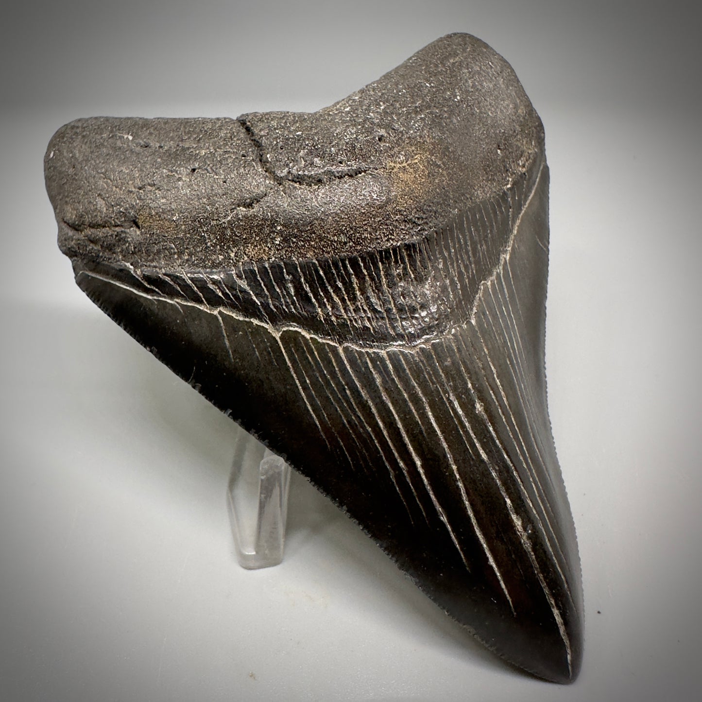 Dark colors, serrated 4.07" Fossil Megalodon Tooth - South Carolina CM5285 - Front Left