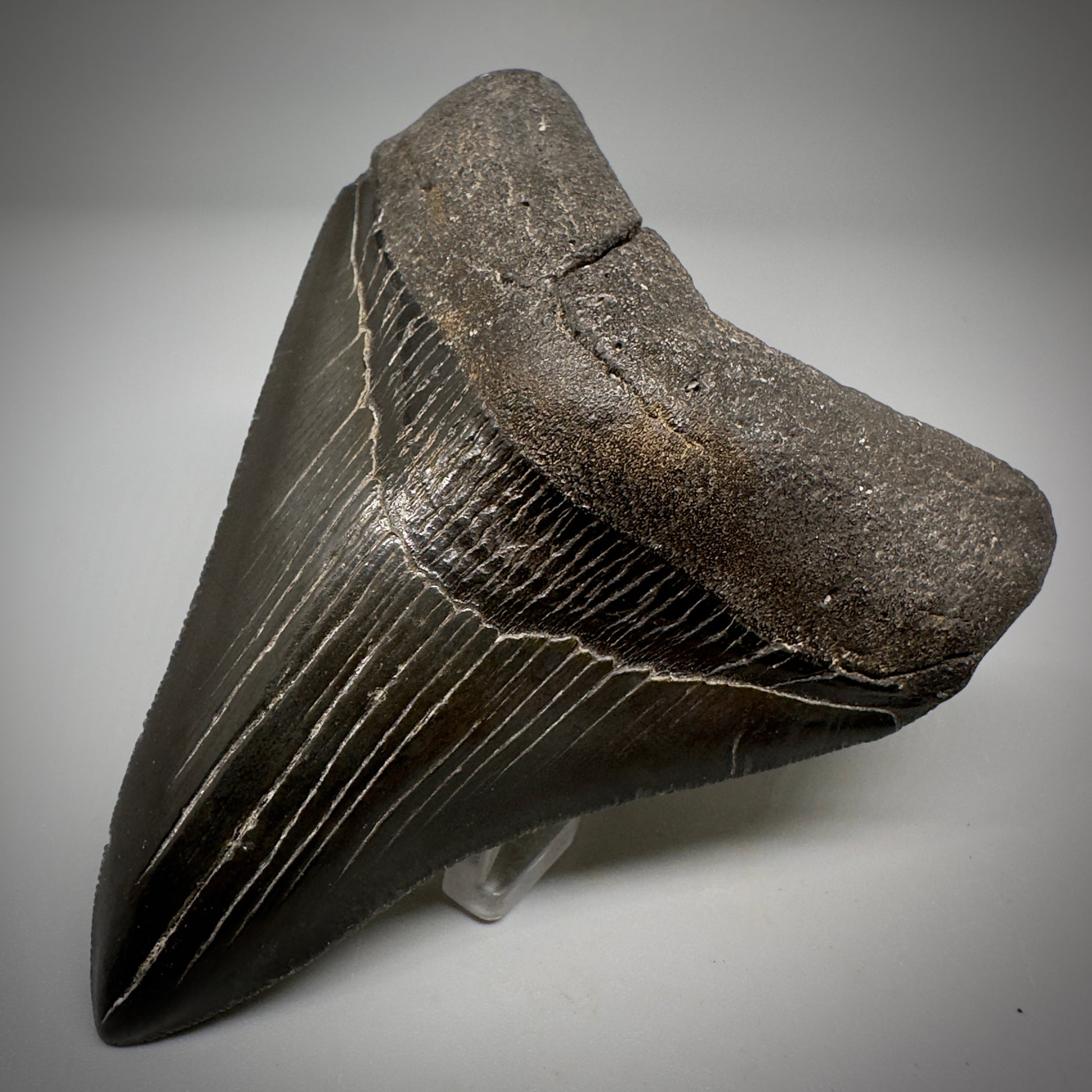 Dark colors, serrated 4.07" Fossil Megalodon Tooth - South Carolina CM5285 - Front Right