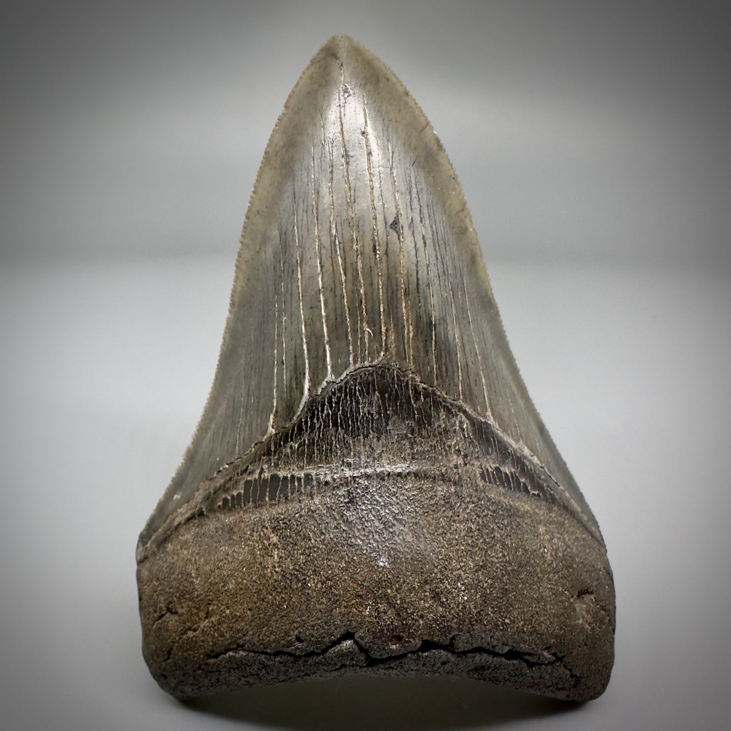 Collector's Quality Lower 4.04" Fossil Megalodon Tooth - South Carolina CM5286 - Front 1