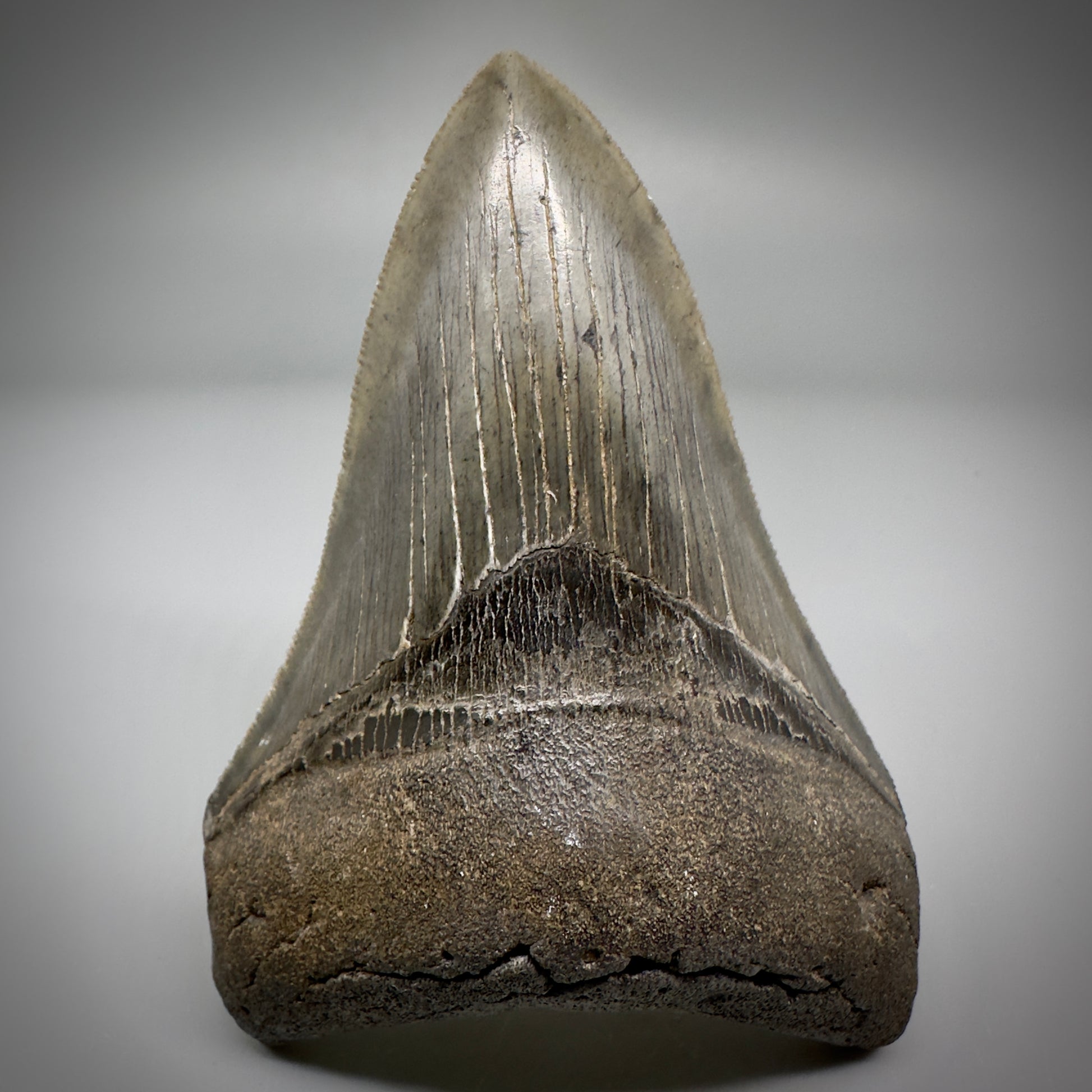 Collector's Quality Lower 4.04" Fossil Megalodon Tooth - South Carolina CM5286 - Front 1