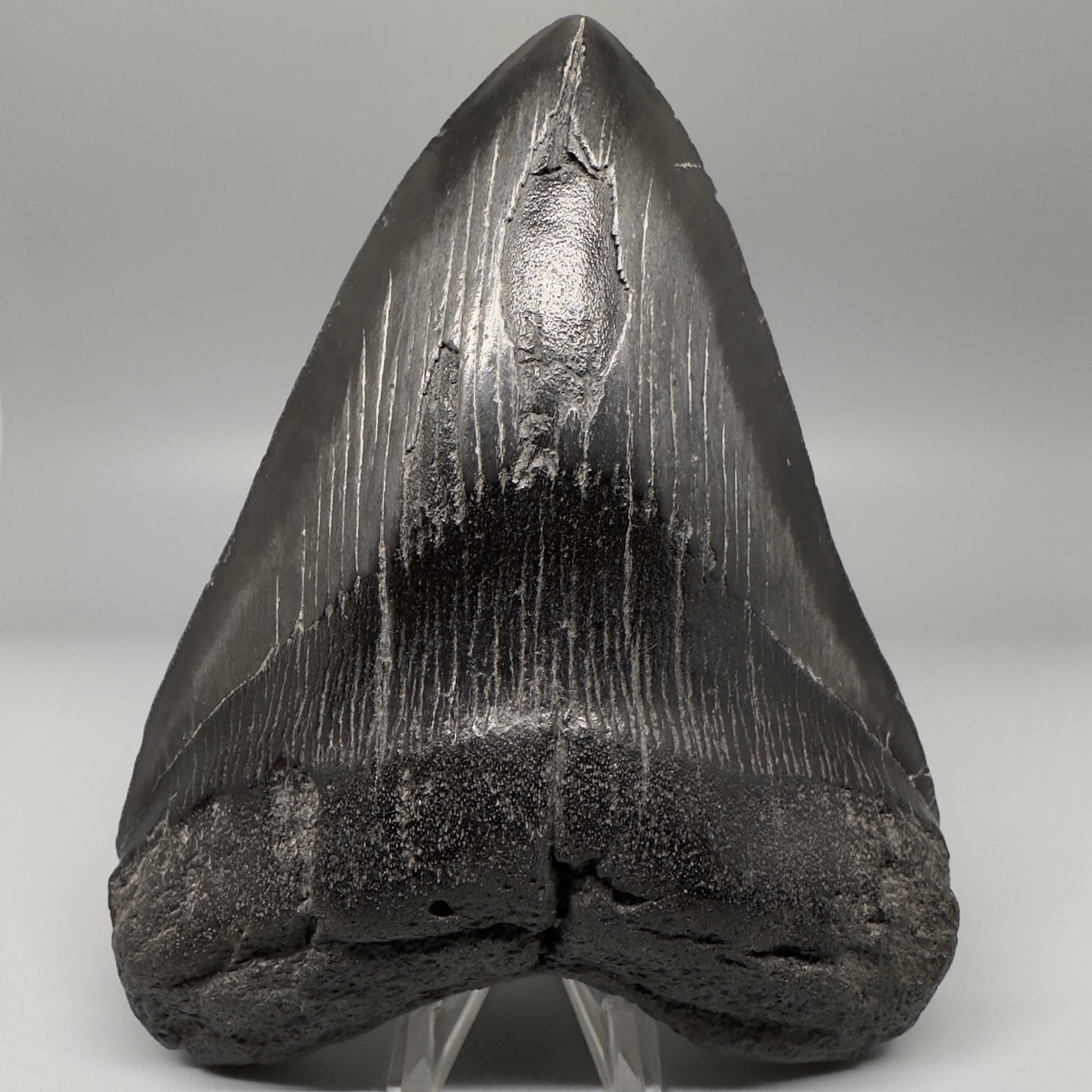 Dark colors 5.93" Fossil Megalodon Shark Tooth from Southeast, USA CM5074 - Front1