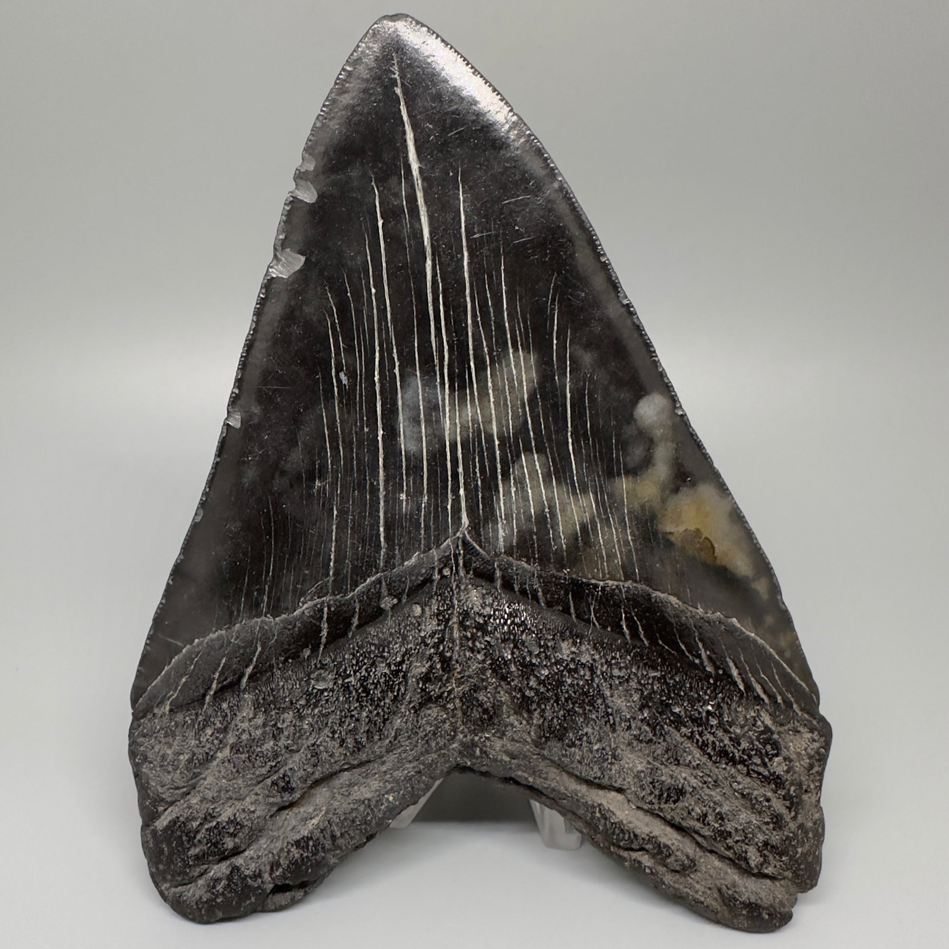 Dark colors 5.93" Fossil Megalodon Shark Tooth from Southeast, USA CM5074 - Back