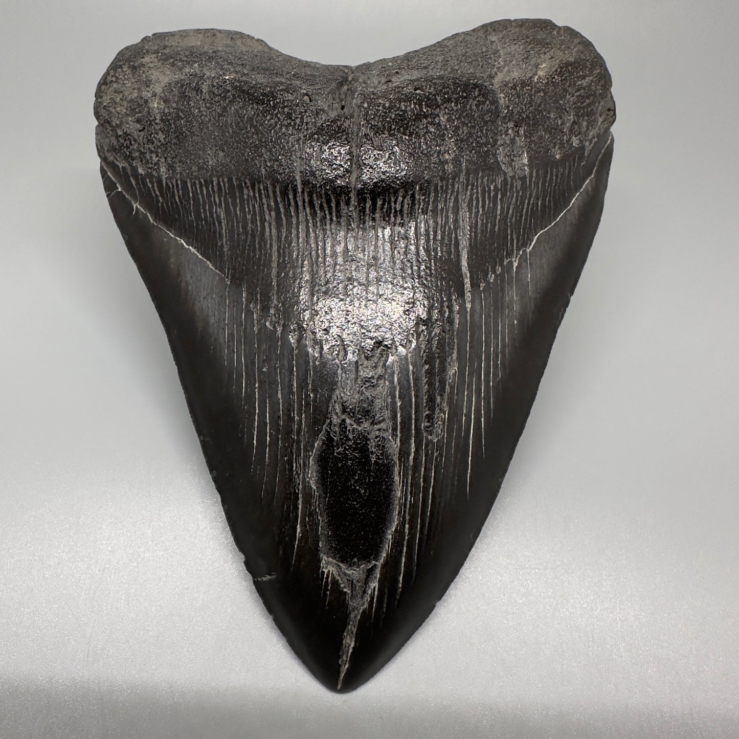 Dark colors 5.93" Fossil Megalodon Shark Tooth from Southeast, USA CM5074 - Front