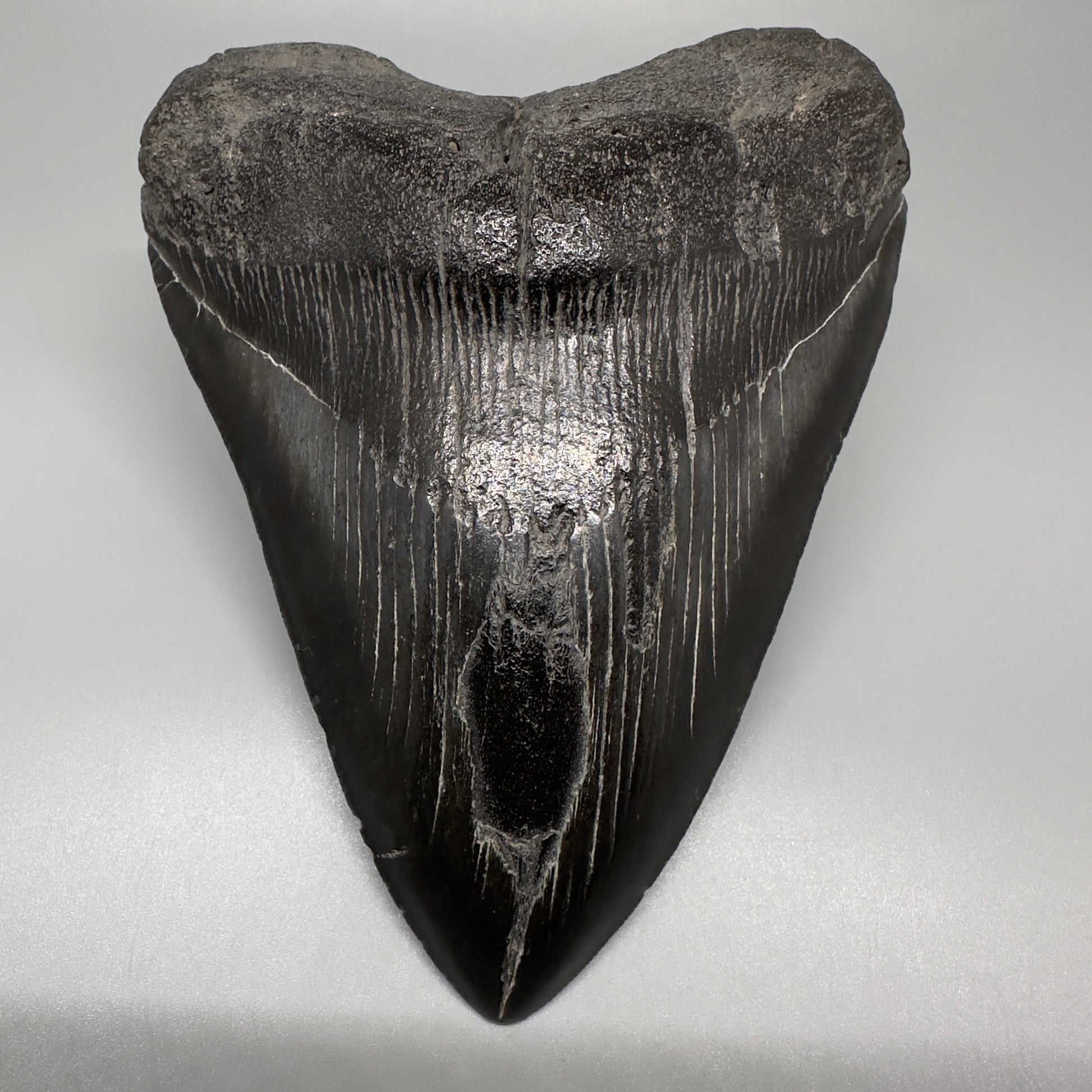 Dark colors 5.93" Fossil Megalodon Shark Tooth from Southeast, USA CM5074 - Front